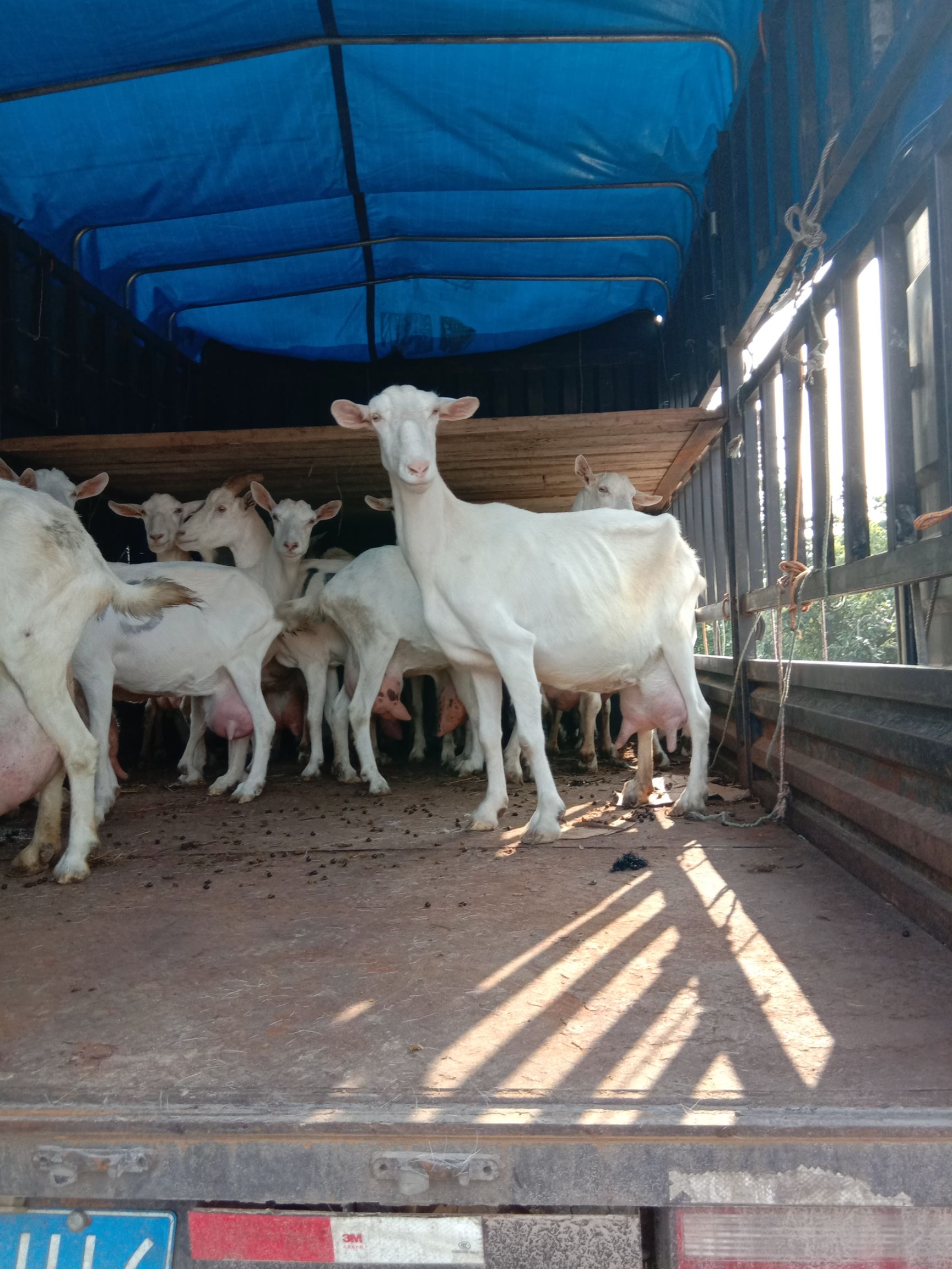 山羊养殖合作社,常年有货的,发往全国各地,主要外调头胎,二三胎,公母