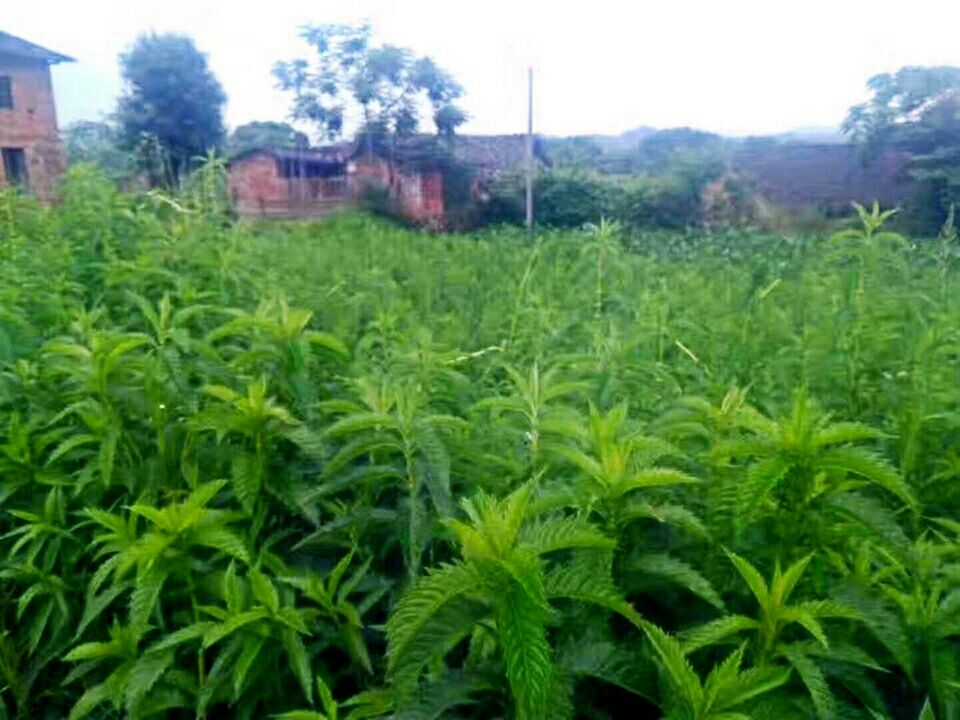 宝塔菜 万亩地蚕种植基地产地供货中