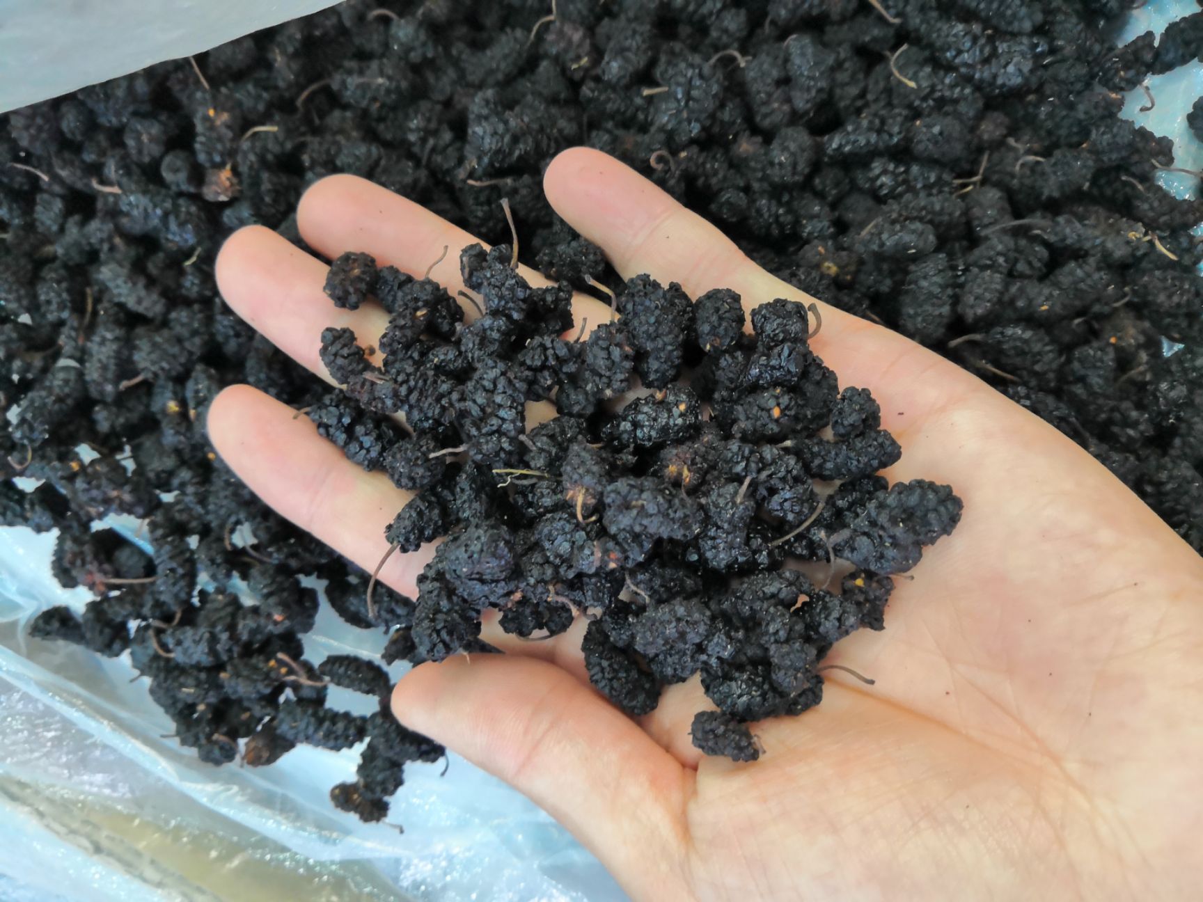 桑葚干 上等优质 桑椹子 桑椹干 桑椹 食用 药用