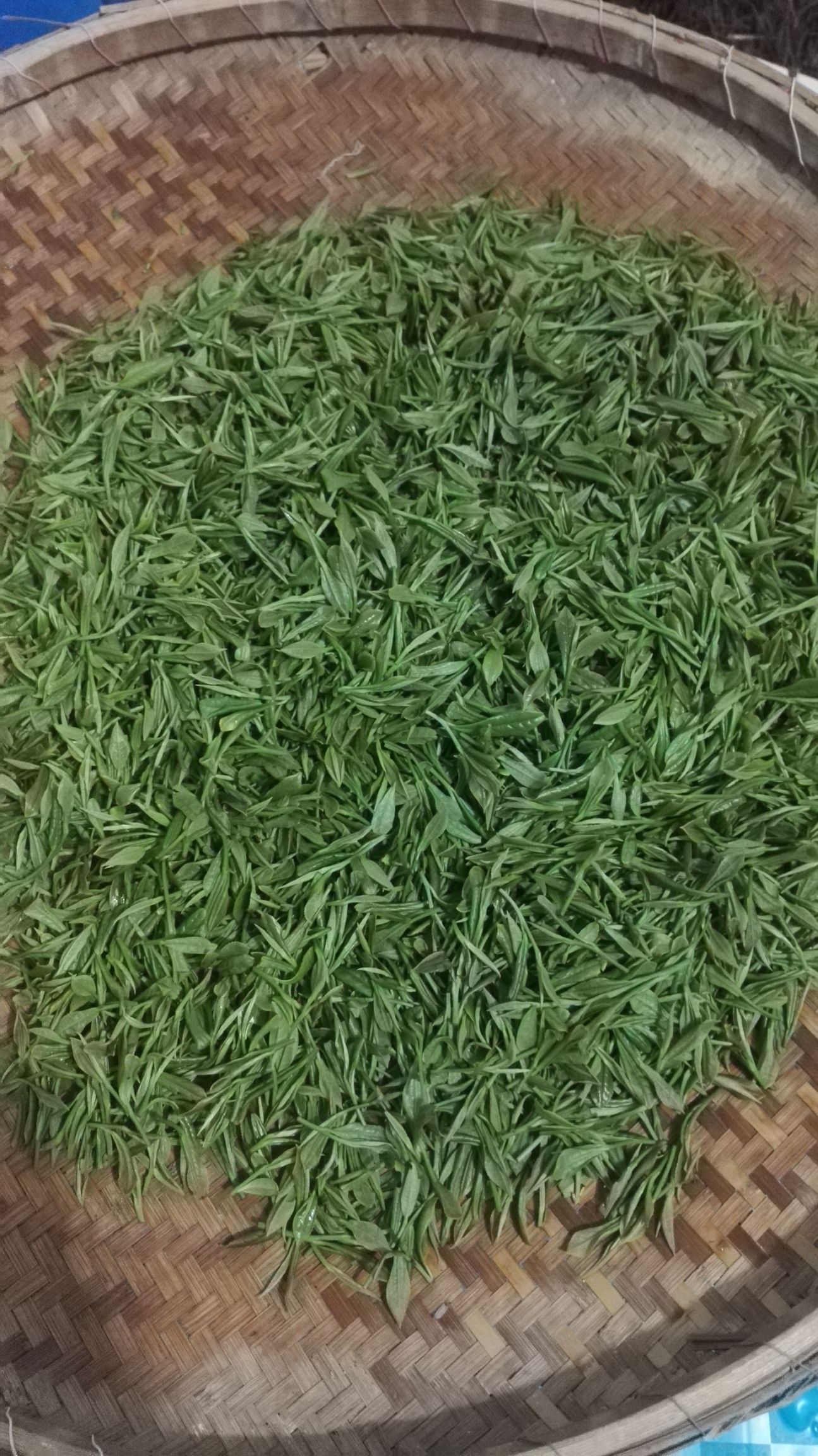 [竹叶青茶批发]竹叶青茶 茶农自产茶叶价格100元/斤
