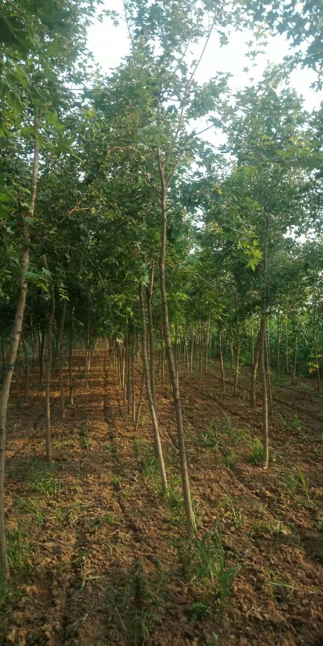 大量元宝枫出售