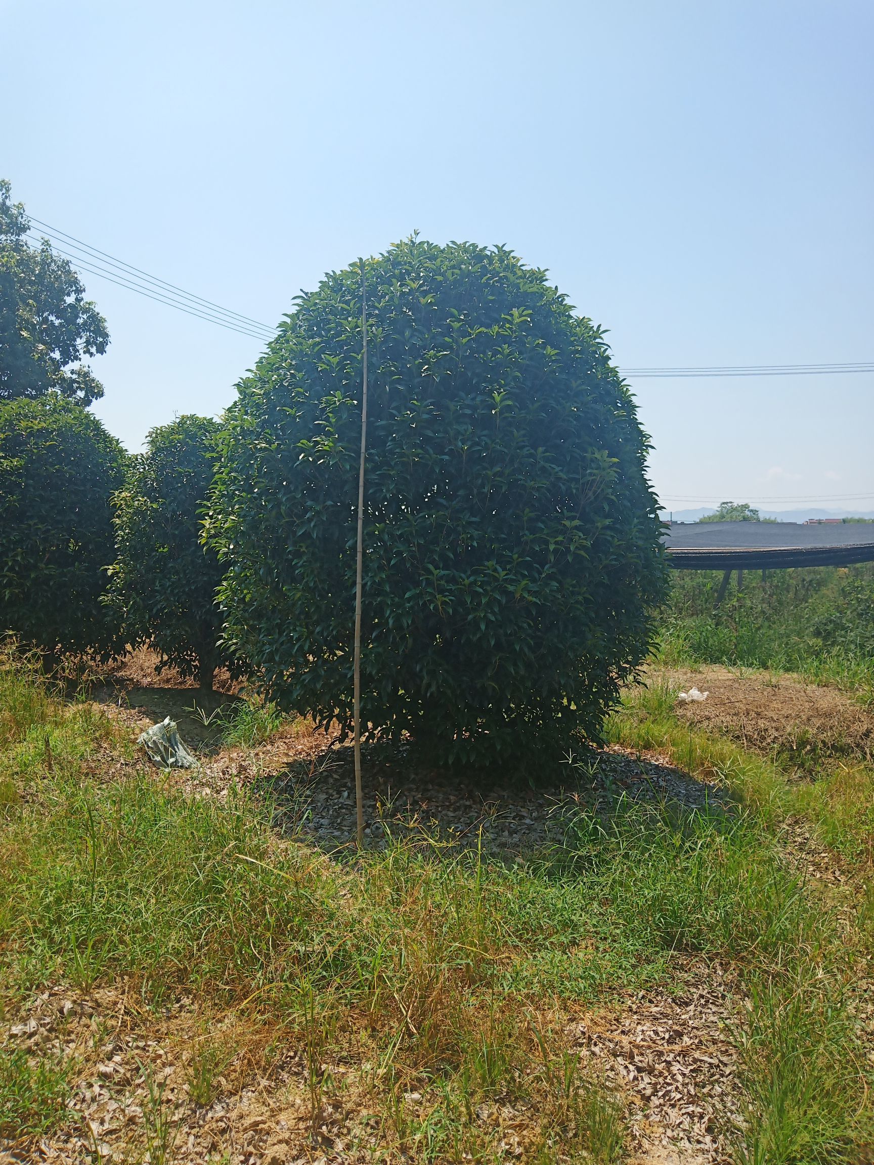 地笼桂花 丛生矮分支桂花