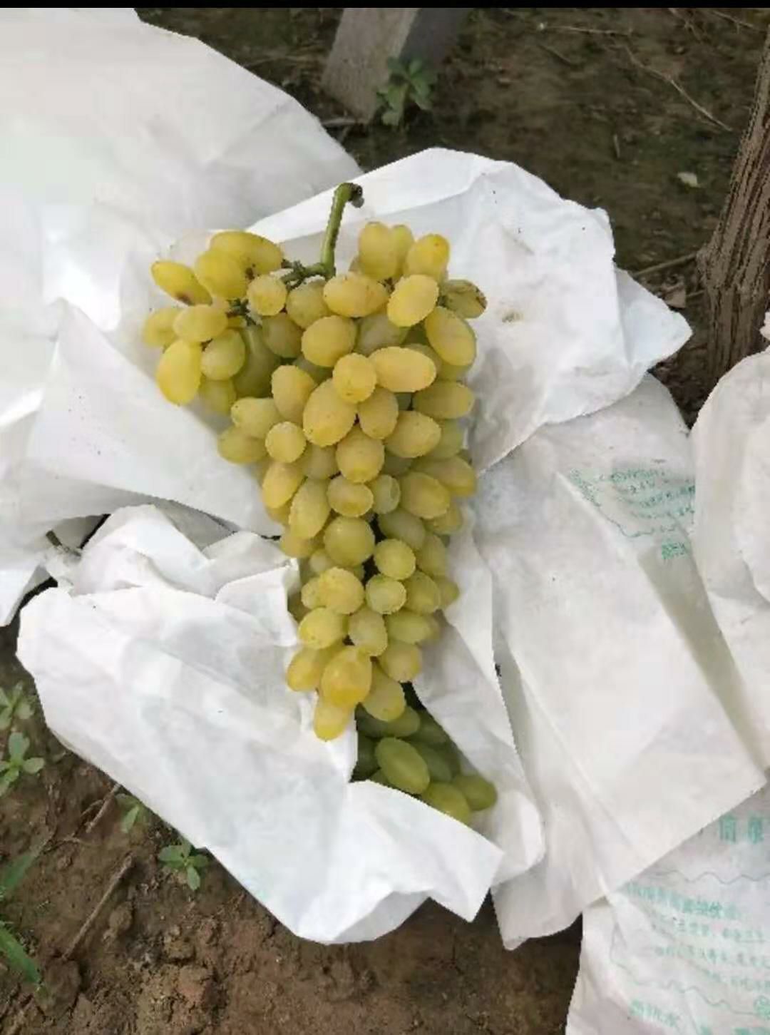 金手指葡萄 金手指大量成熟