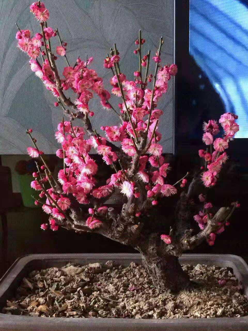 红梅,也叫宫粉梅,梅花可布置成梅岭,梅峰,梅园,梅溪,梅径等园林造景