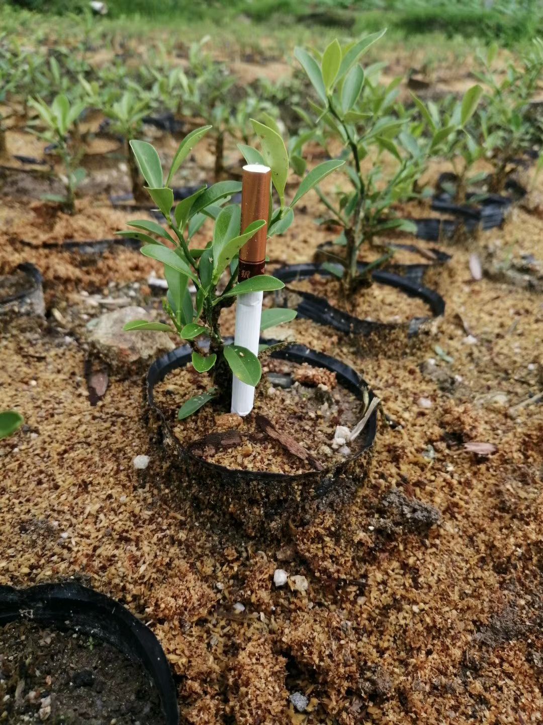 山金豆苗滑皮金桔苗产地直销批发量大