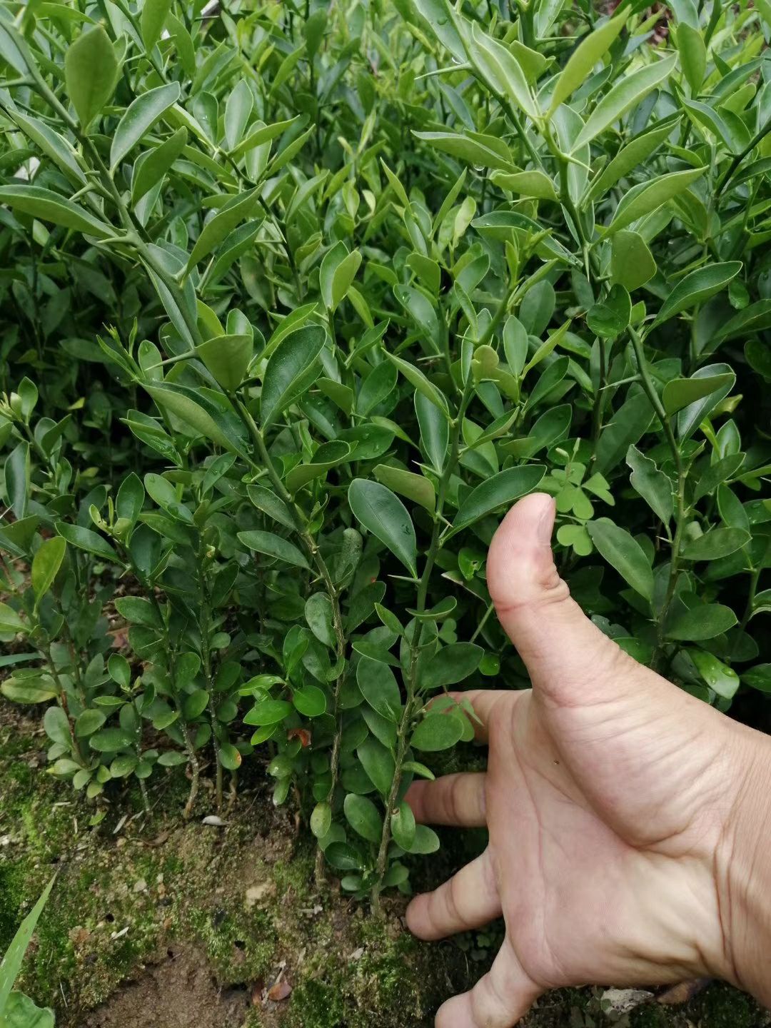 山金豆苗滑皮金桔苗产地直销批发量大