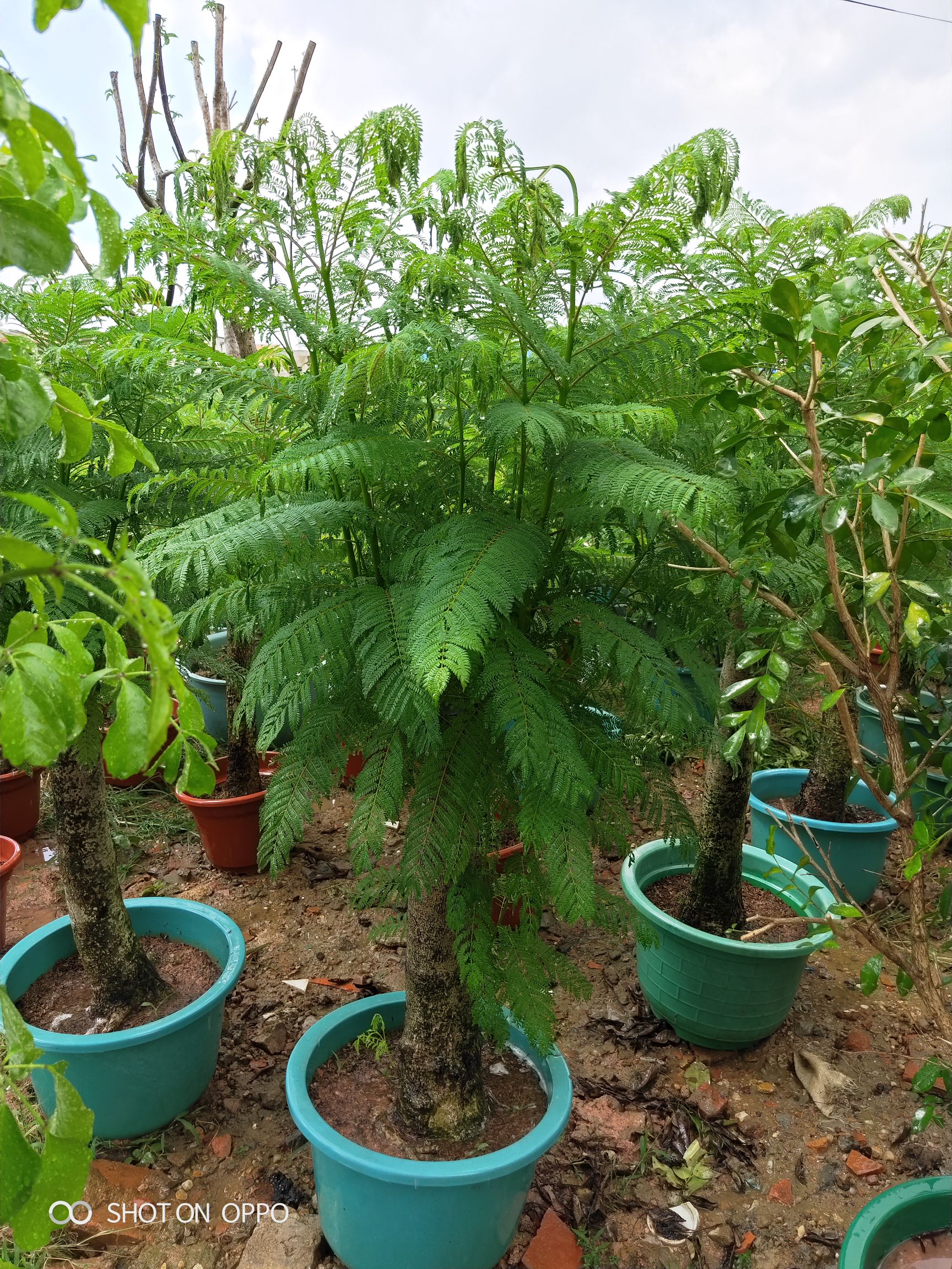 蓝花楹小盆栽福建漳州花卉