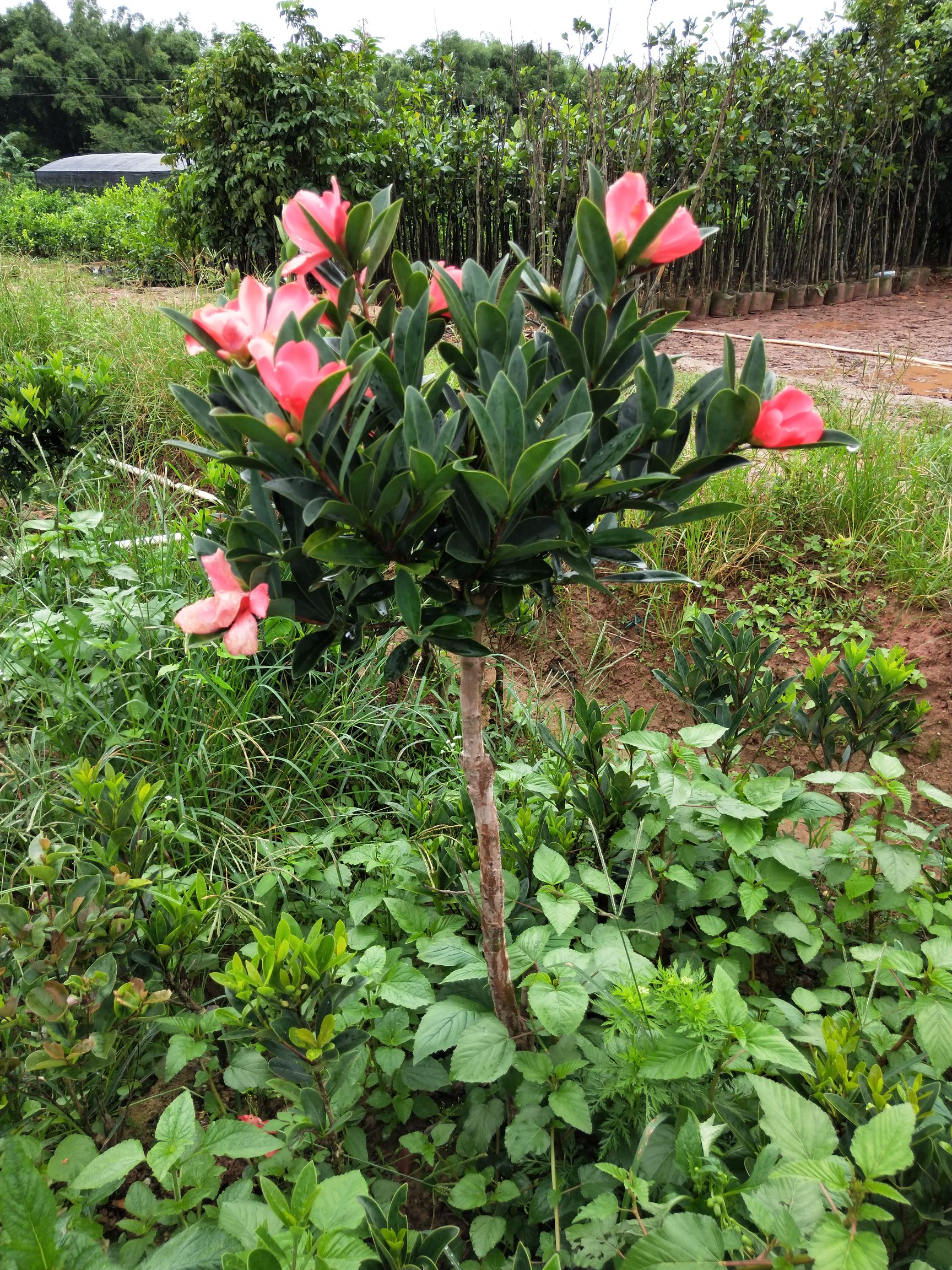 茶花苗 山茶花树苗四季山红茶花树苗盆栽树苗一年四季开花