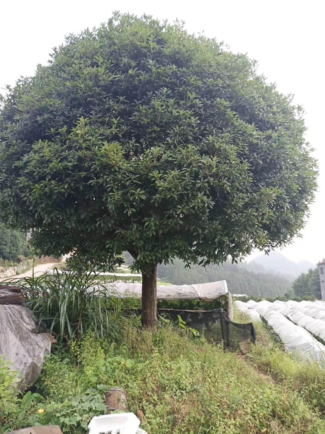 紫桂花树 大桂花