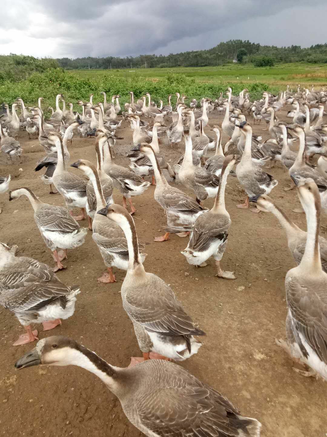 大白沙鹅