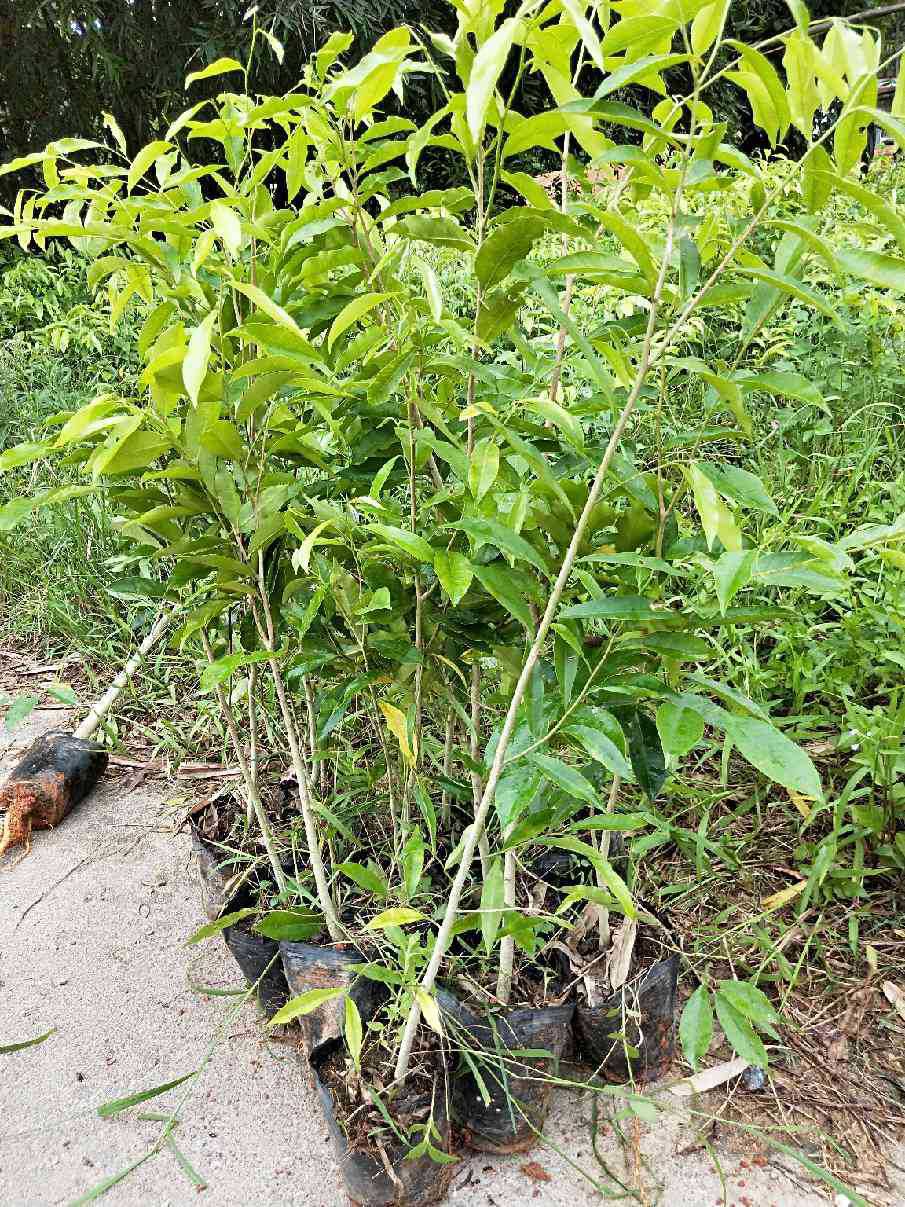 沉香树苗名贵树金丝正宗海南楠木沉香树黄花梨南北方种植