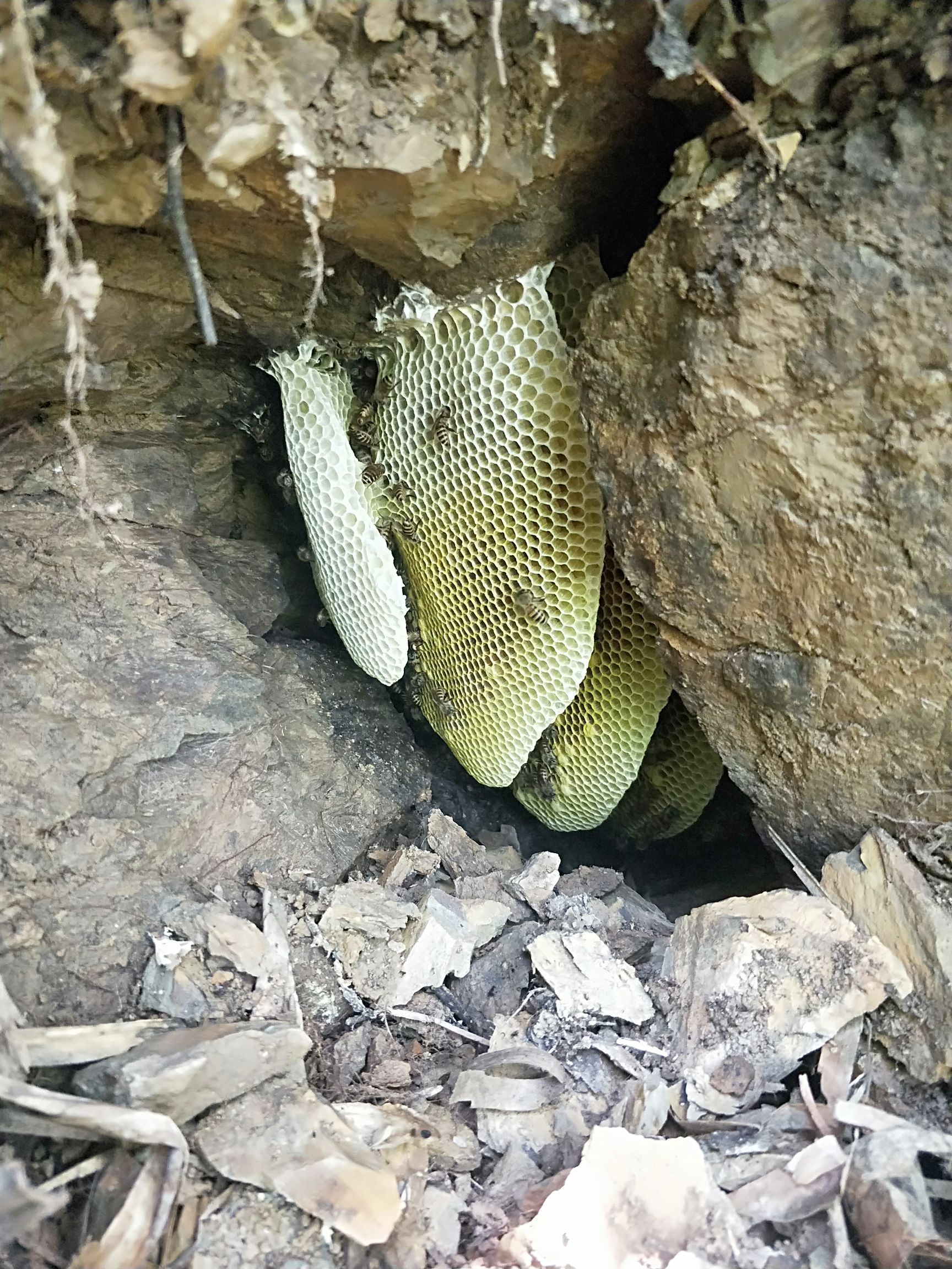 纯天然野生 树洞蜜 石缝野生土蜂蜜