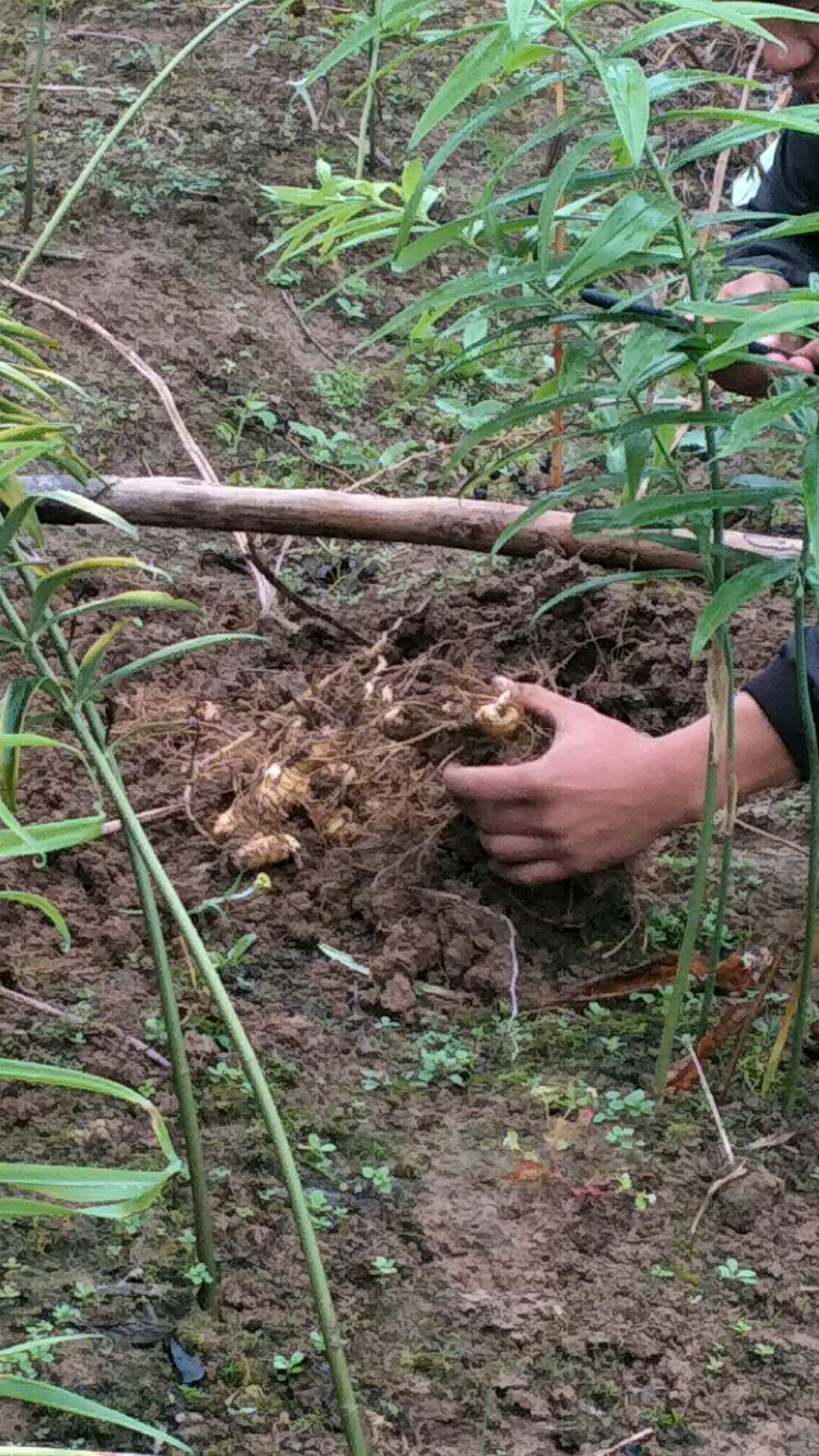 黄精种苗供应黄精不倒黄精姜黄精华中药库基地直供应黄精姜黄精块茎芽