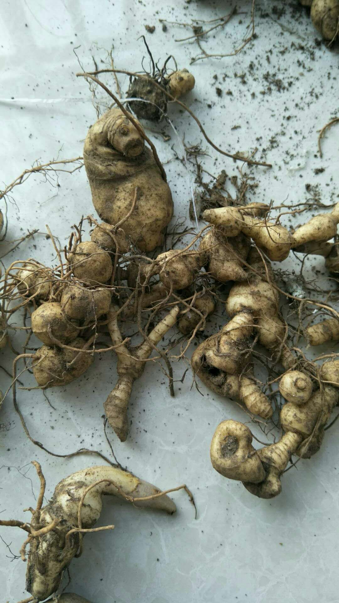 供应黄精不倒黄精姜黄精华中药库基地直供应黄精姜黄精块茎芽头