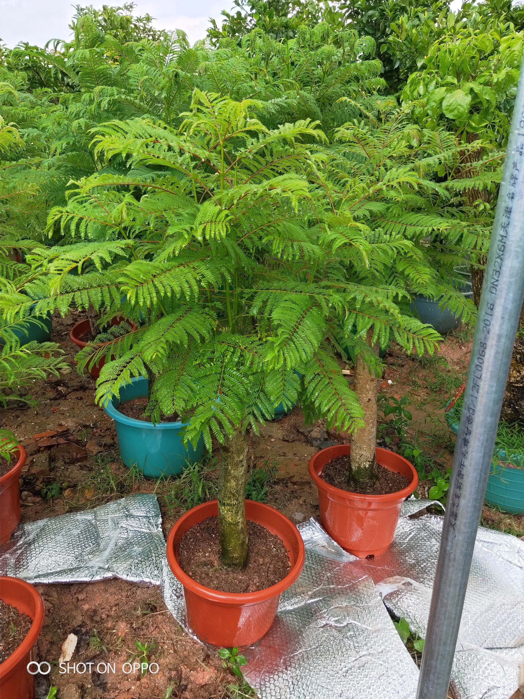 蓝花楹小盆栽福建漳州花卉