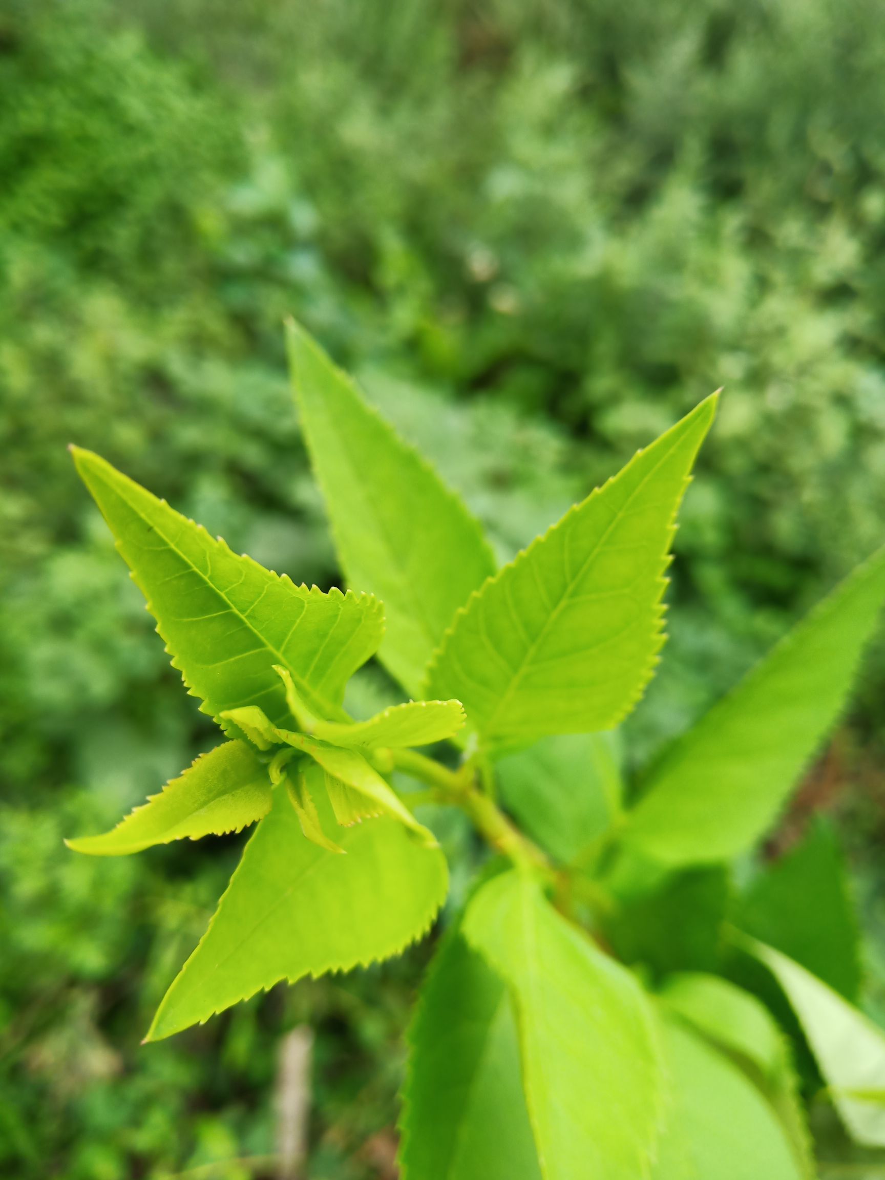 金叶连翘 连翘叶茶生健康