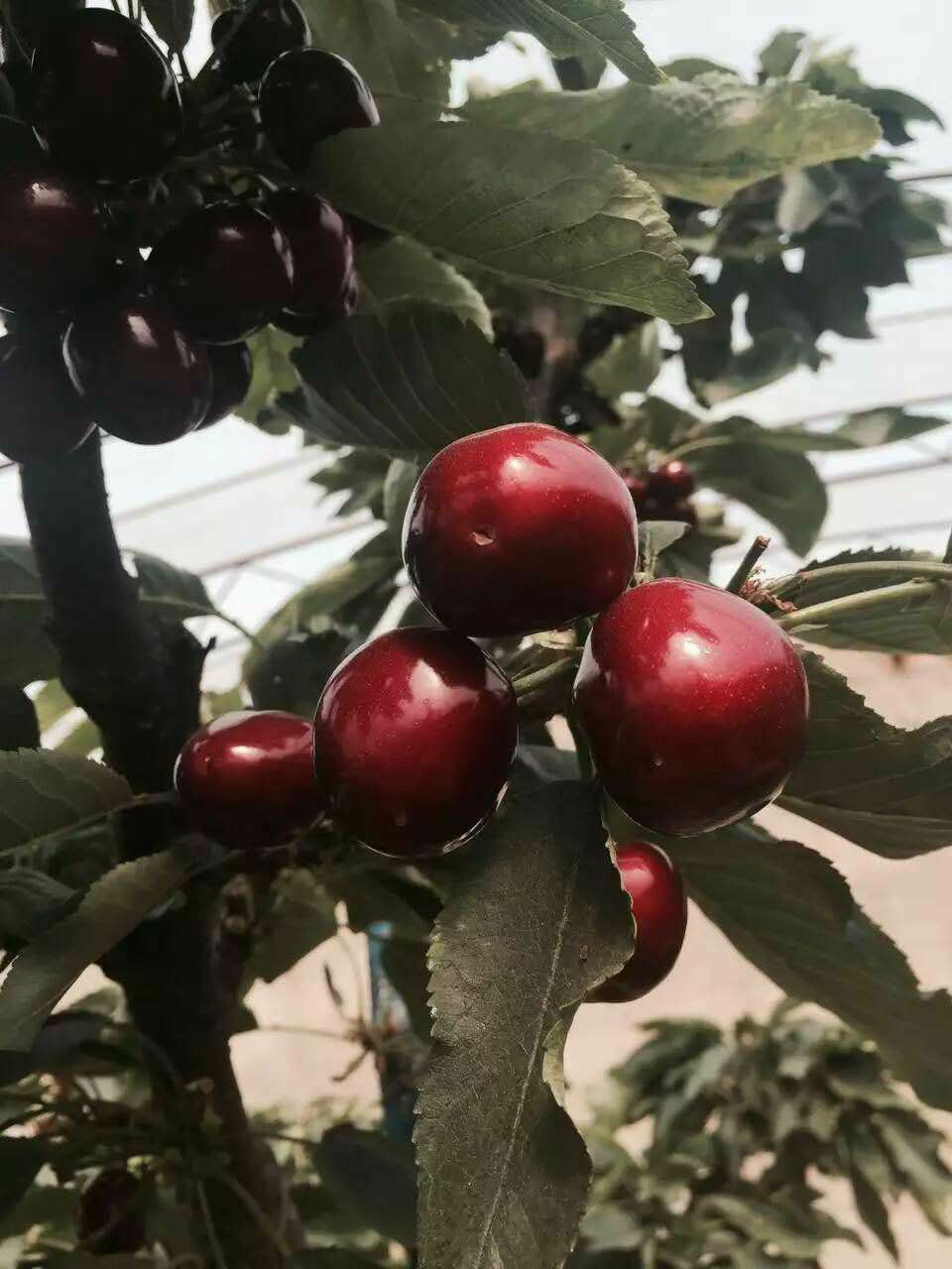 黄蜜樱桃苗 鲁樱3号樱桃树苗种植方法,鲁樱3号樱桃树苗一亩地种多少棵