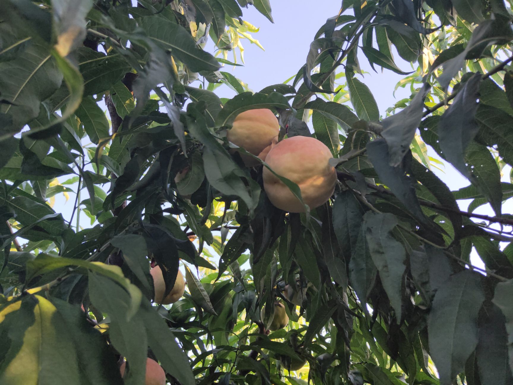 永莲水蜜桃成熟了桃大果甜果脆自家种植