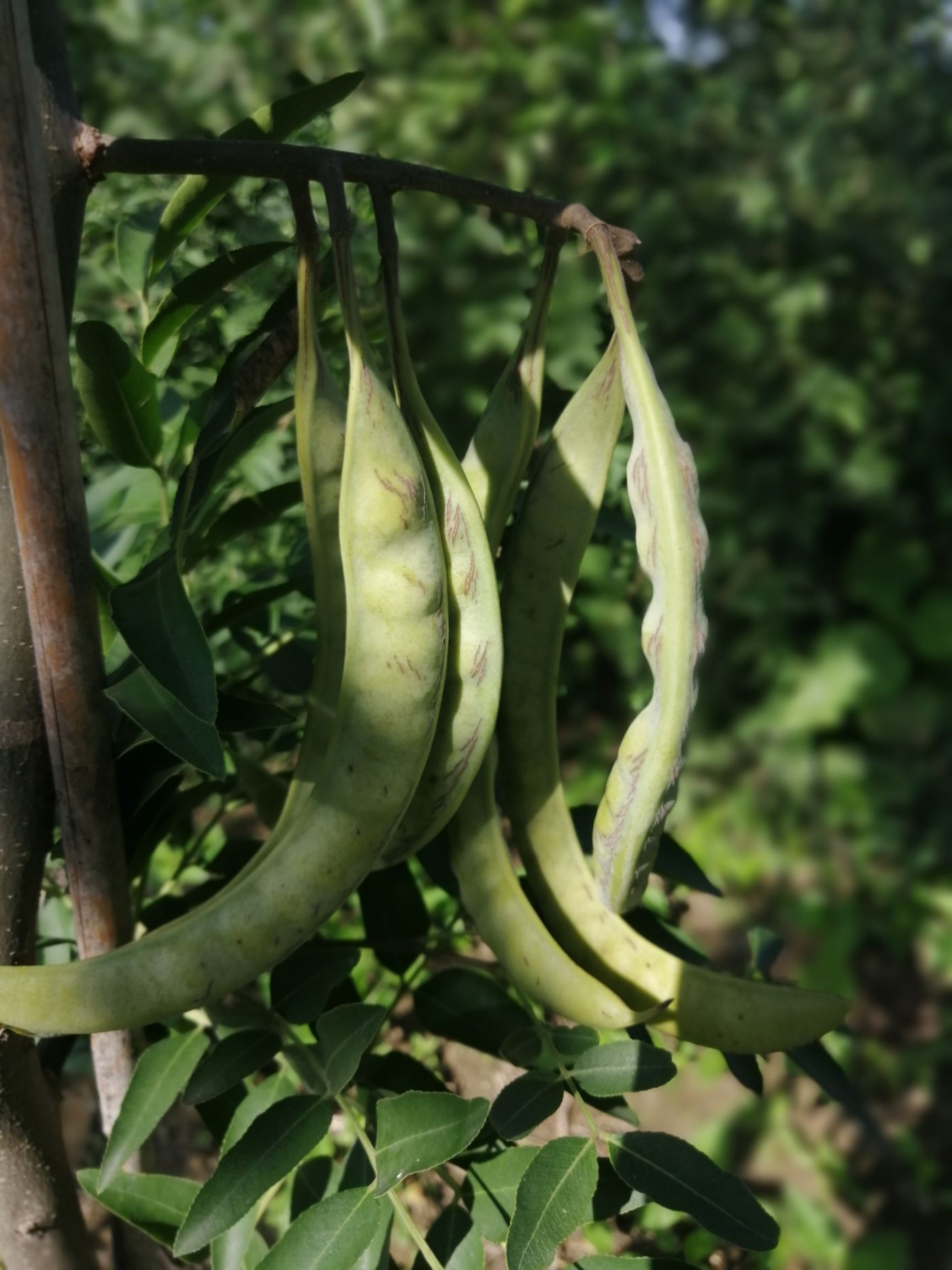 皂角苗 果王皂角":从定植到接皂荚三年时间,特丰产