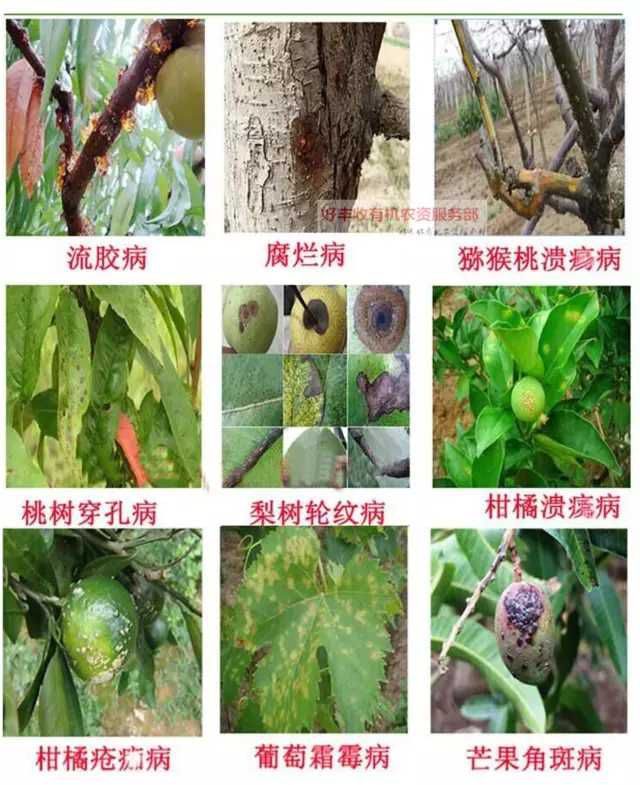 靓果安农药果树杀菌剂芒果角斑病桃树穿孔病猕猴桃褐斑病