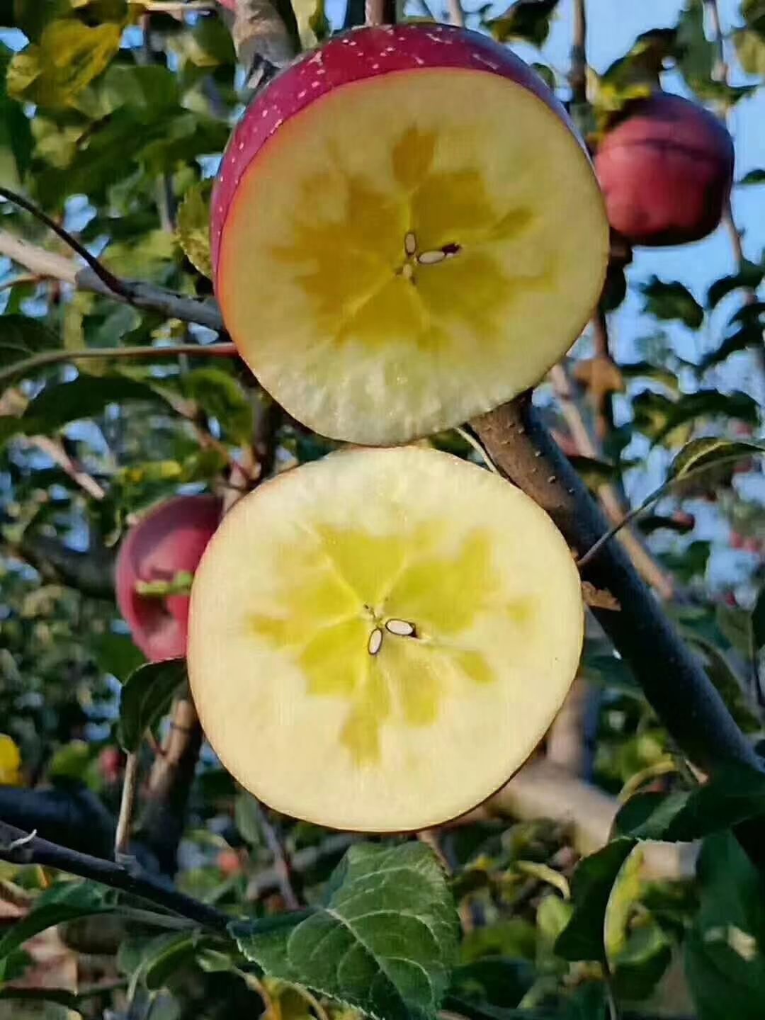 昭通洒鱼糖心苹果销售