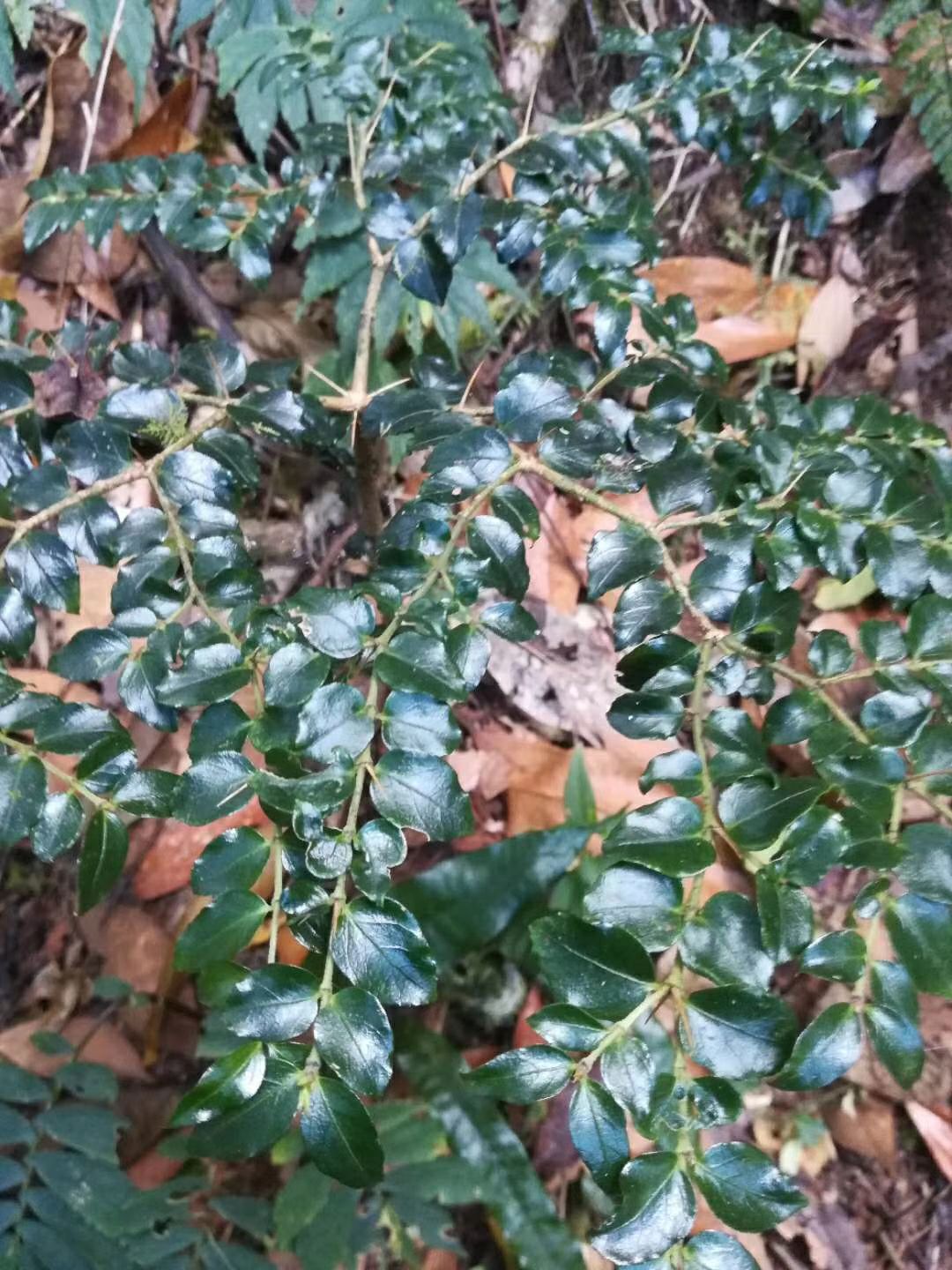 绣花针 我的努力 你的欣赏