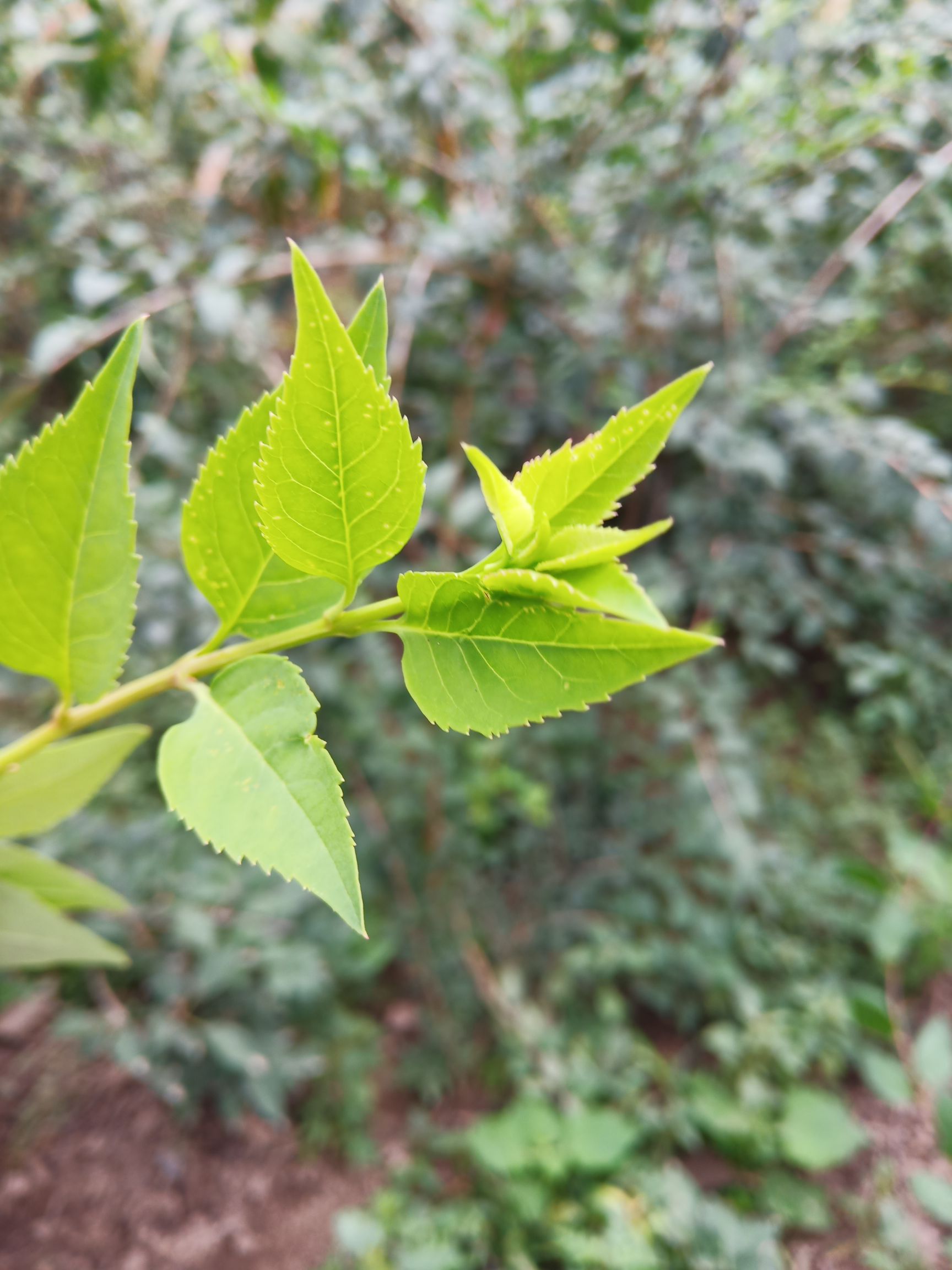 金叶连翘 连翘叶茶*生健康