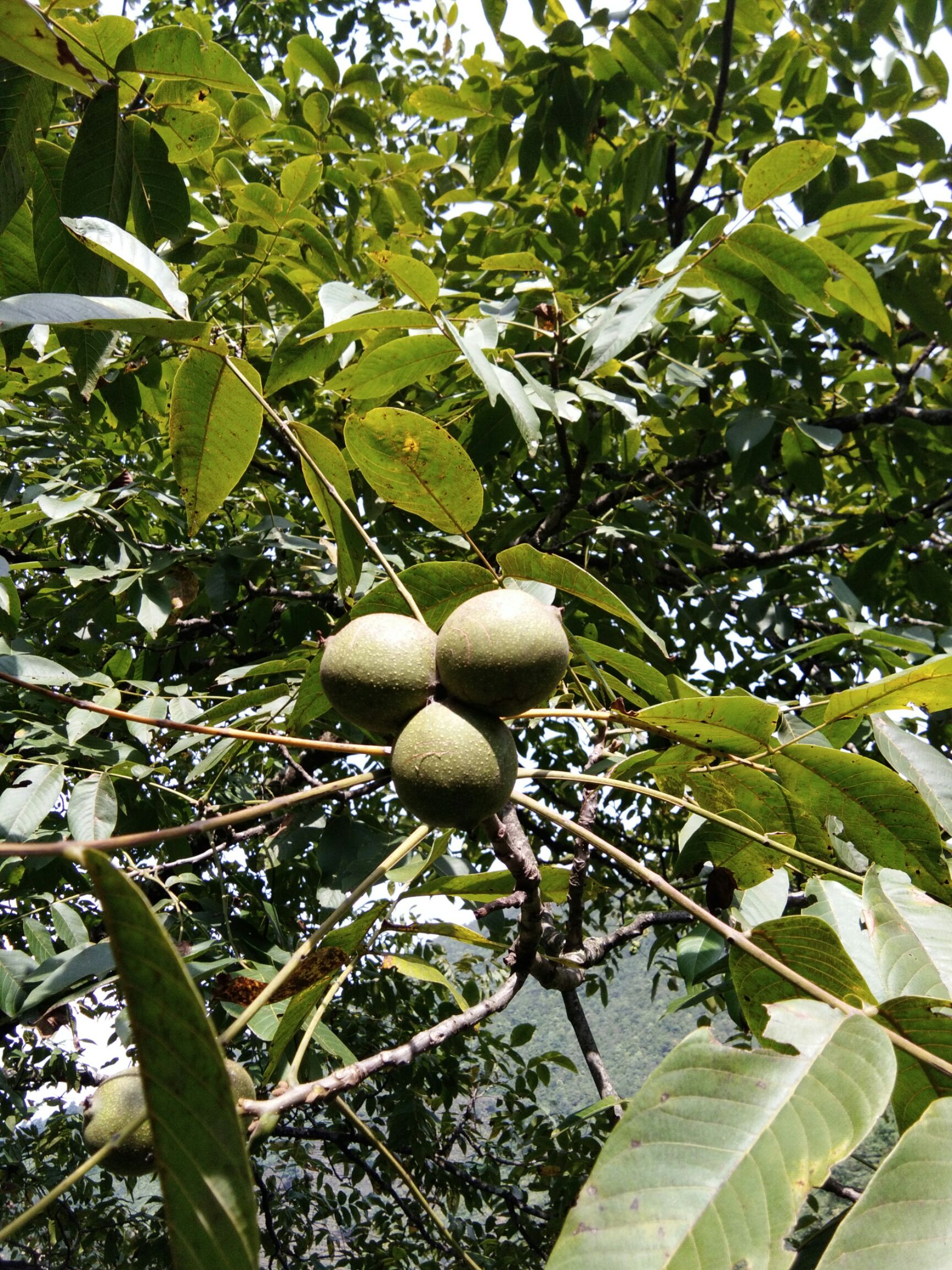 百年核桃树果实累累