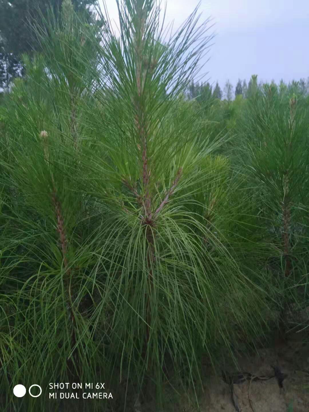 火炬树 火炬松杯苗,湿地松杯苗