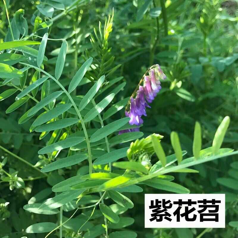 紫花苕毛苕子紫花苜蓿新采绿肥种子厂家直销牧草种子包邮