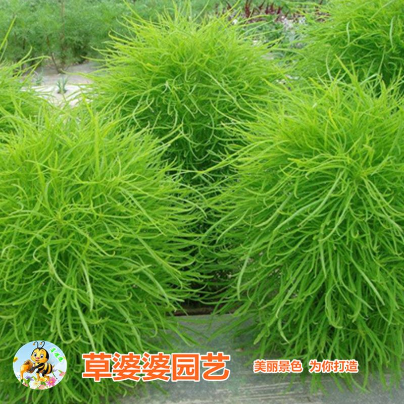 绿地肤种子红地肤种子包邮