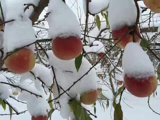 晚熟桃树苗巨型冬桃树苗雪里红冬桃苗中华桃王云南冬桃树苗南北