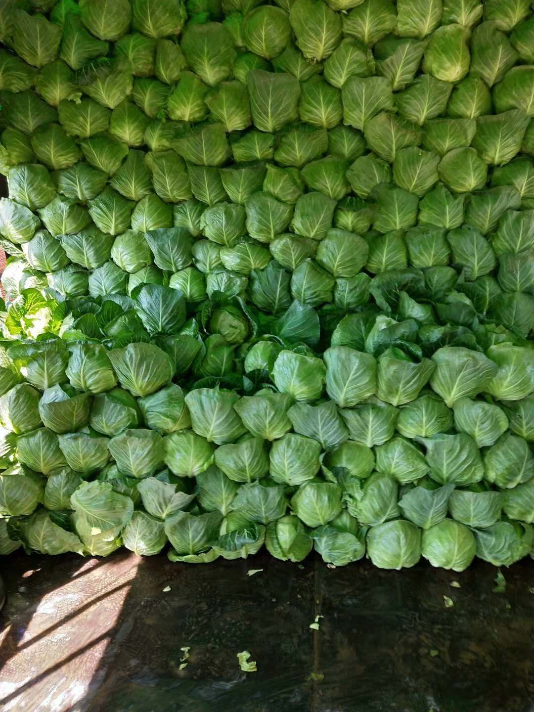 青海省西宁市大通回族土族自治县绿甘蓝 甘蓝菜量大,质量好