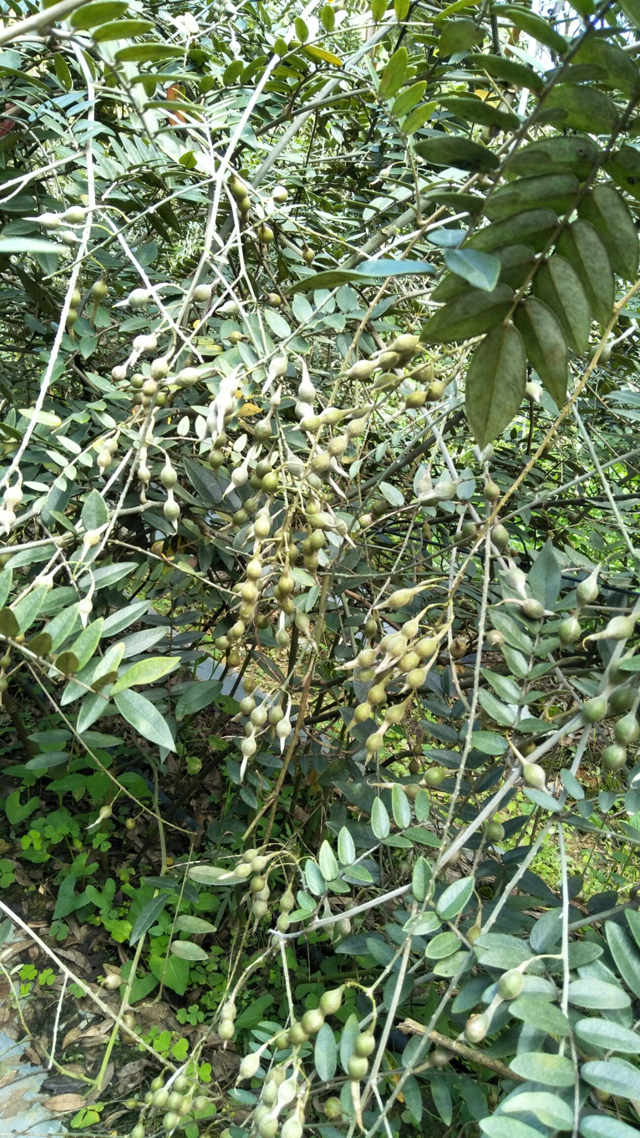 山豆根苗 优质种子,发芽率高,一斤高达1900粒左右