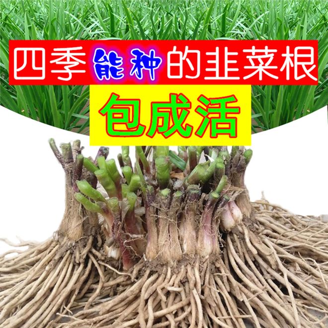 蚕豆种子 北斗七星大蚕豆种籽种子 特大高产小 农家自种秋冬季蔬菜