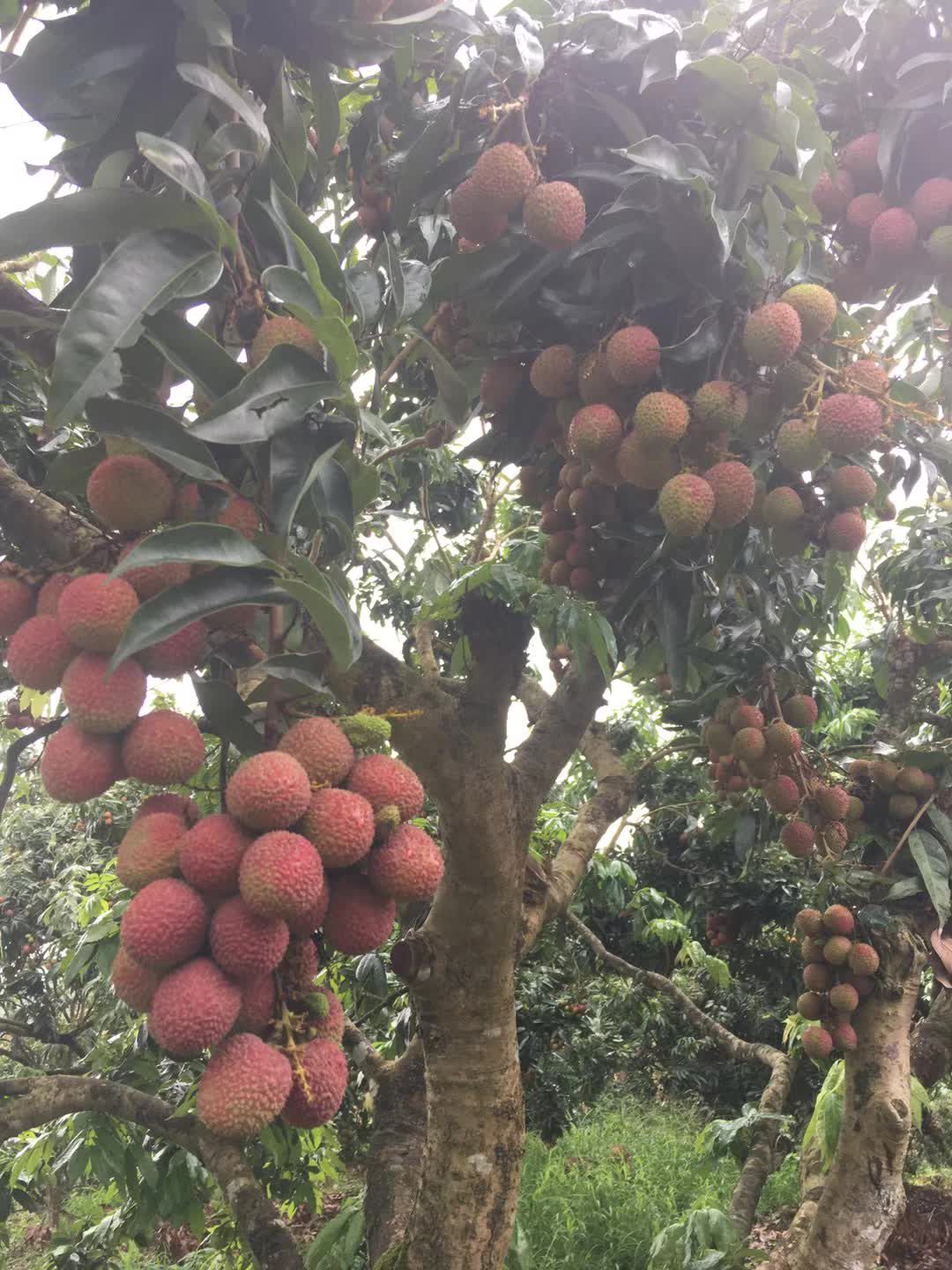 妃子笑荔枝苗 妃子笑荔枝树苗年年开花…年年挂果…产量高欢迎联系