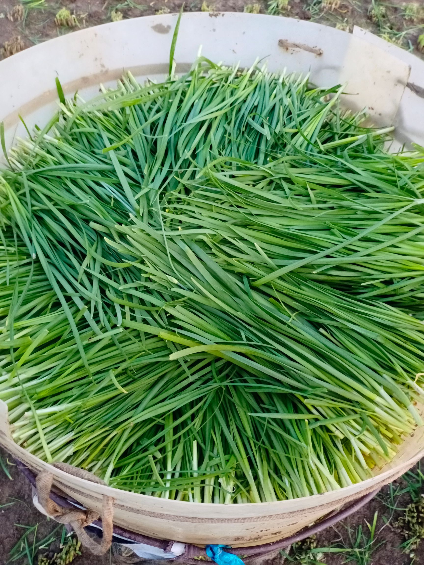 富生韭菜 二茬 20~30cm
