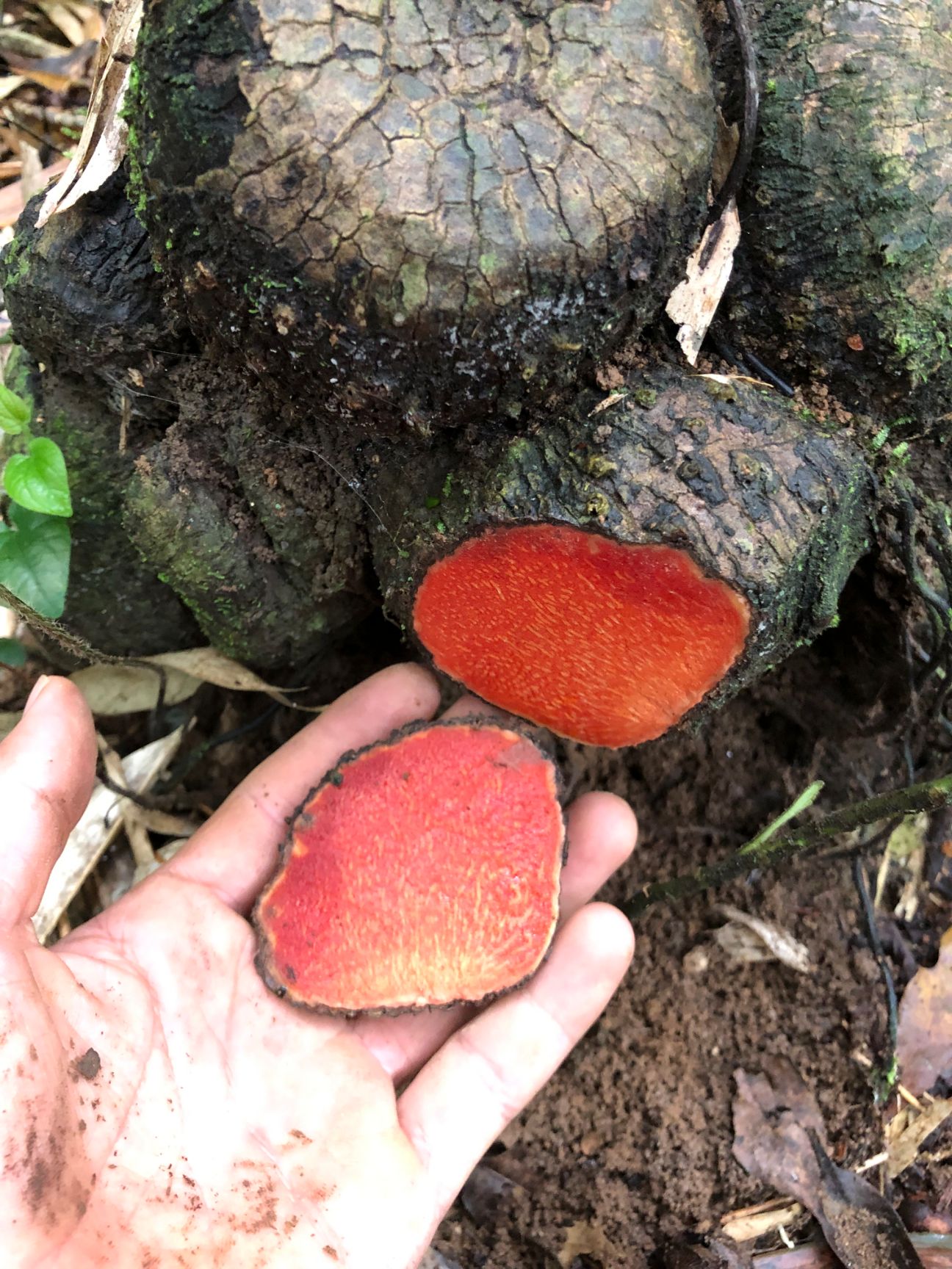 黄药子 薯莨(红药子鲜货)