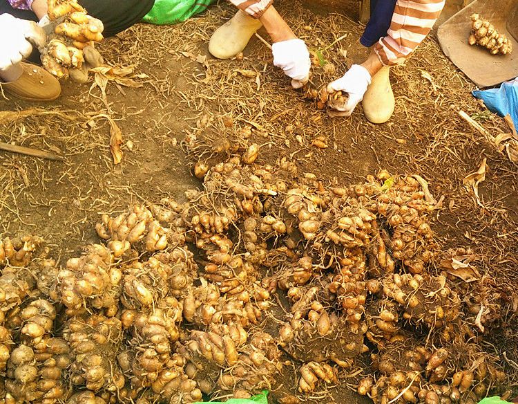 沙姜新鲜现挖正宗广东茂名特产白切椰子鸡老姜香料生山奈可作种