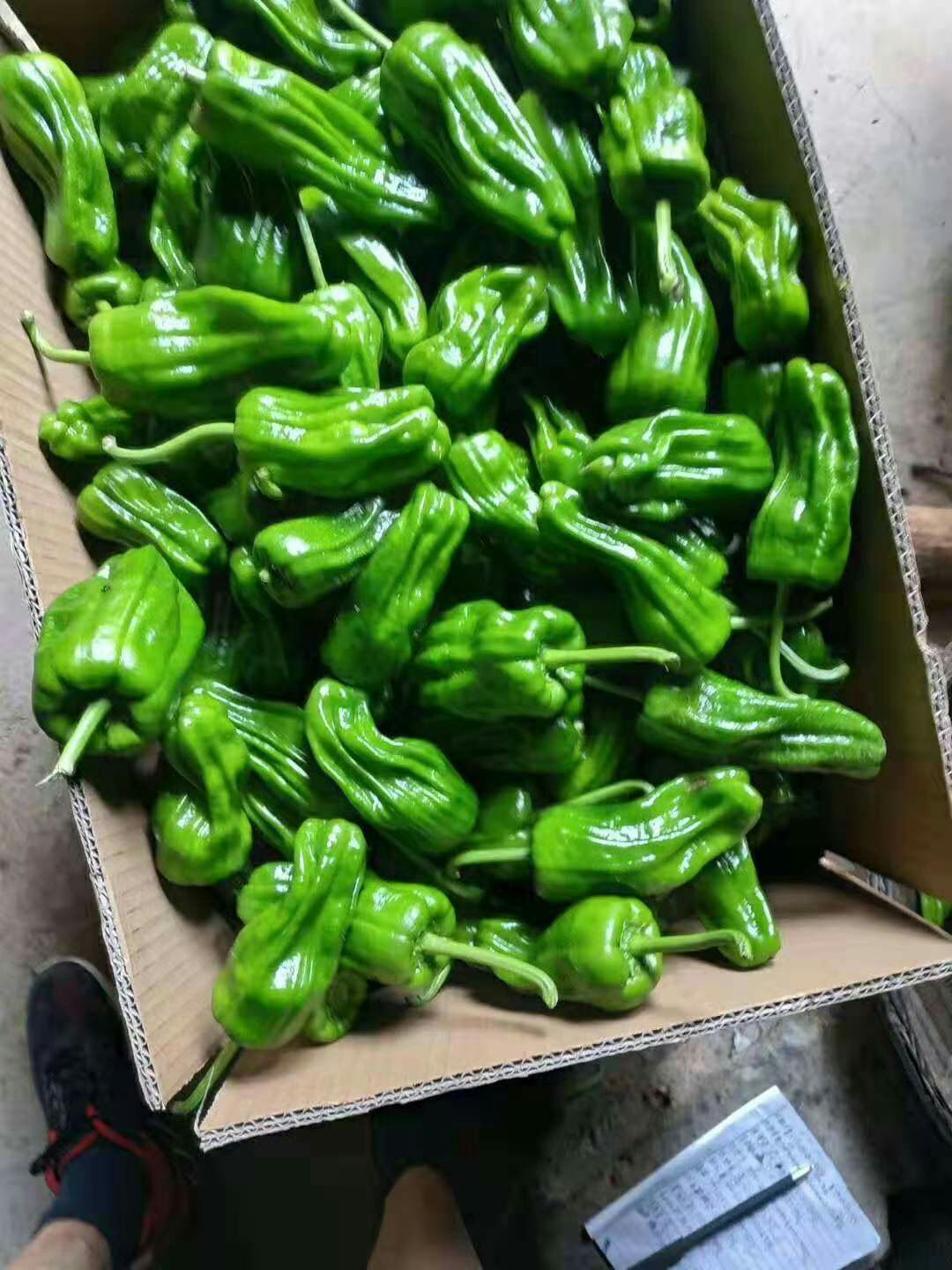 薄皮椒 薄皮青椒