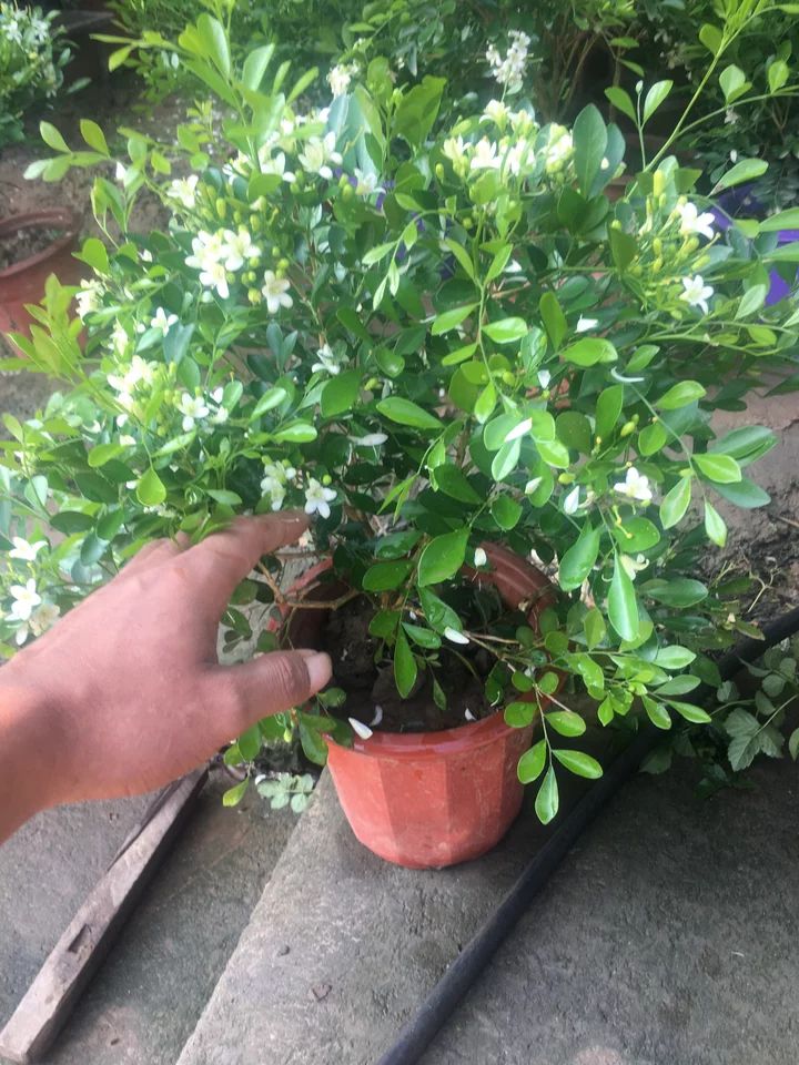 九里香盆栽盆景老桩独杆小苗带花苞浓香植物室内四季开花不断驱