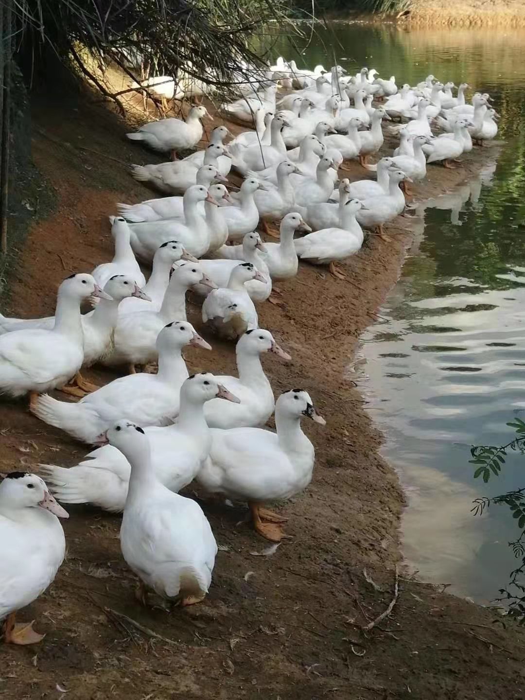 一点花鸭 一点黑,统货