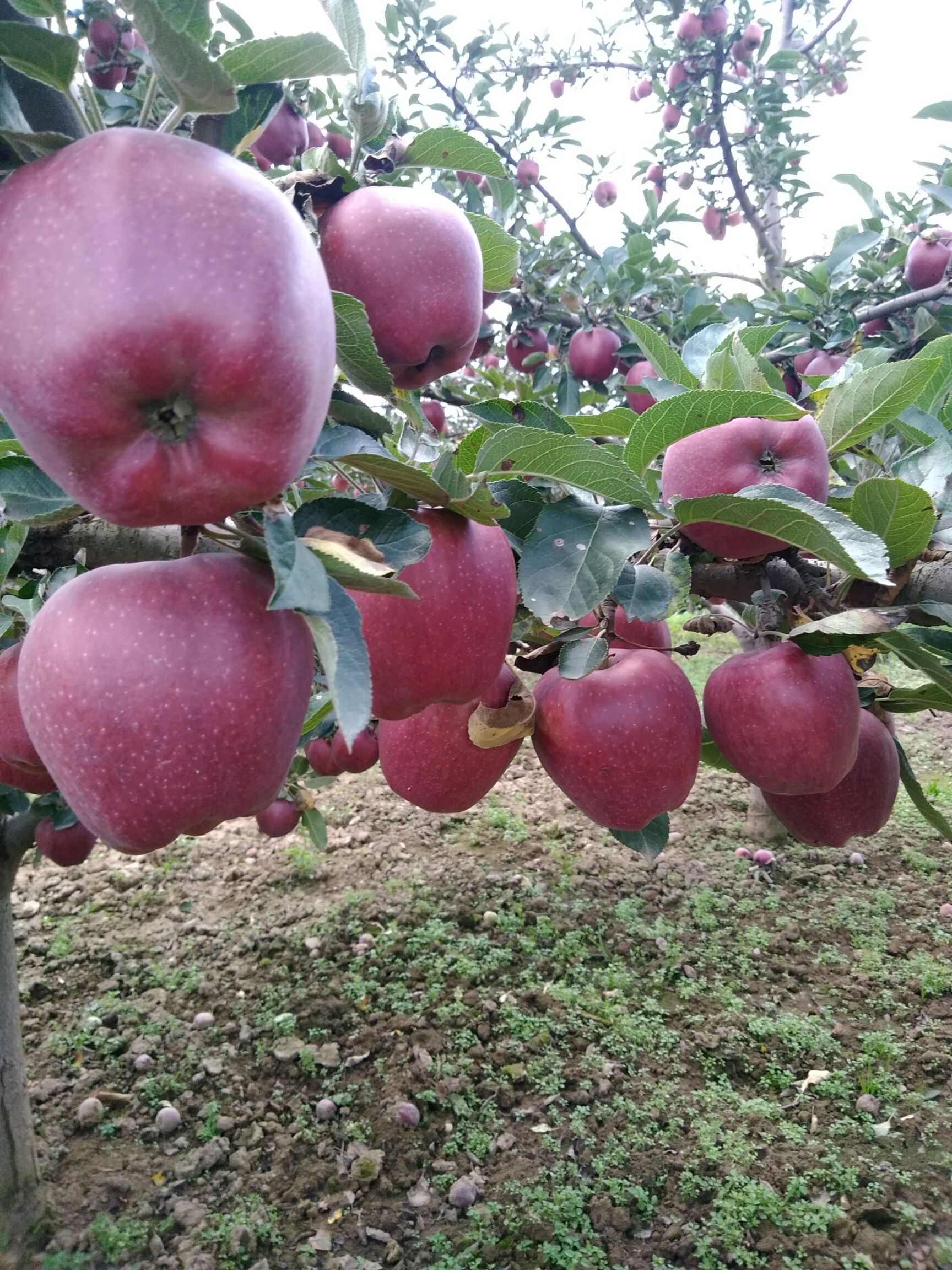 甘肃陇南礼县 大山深处的花牛苹果