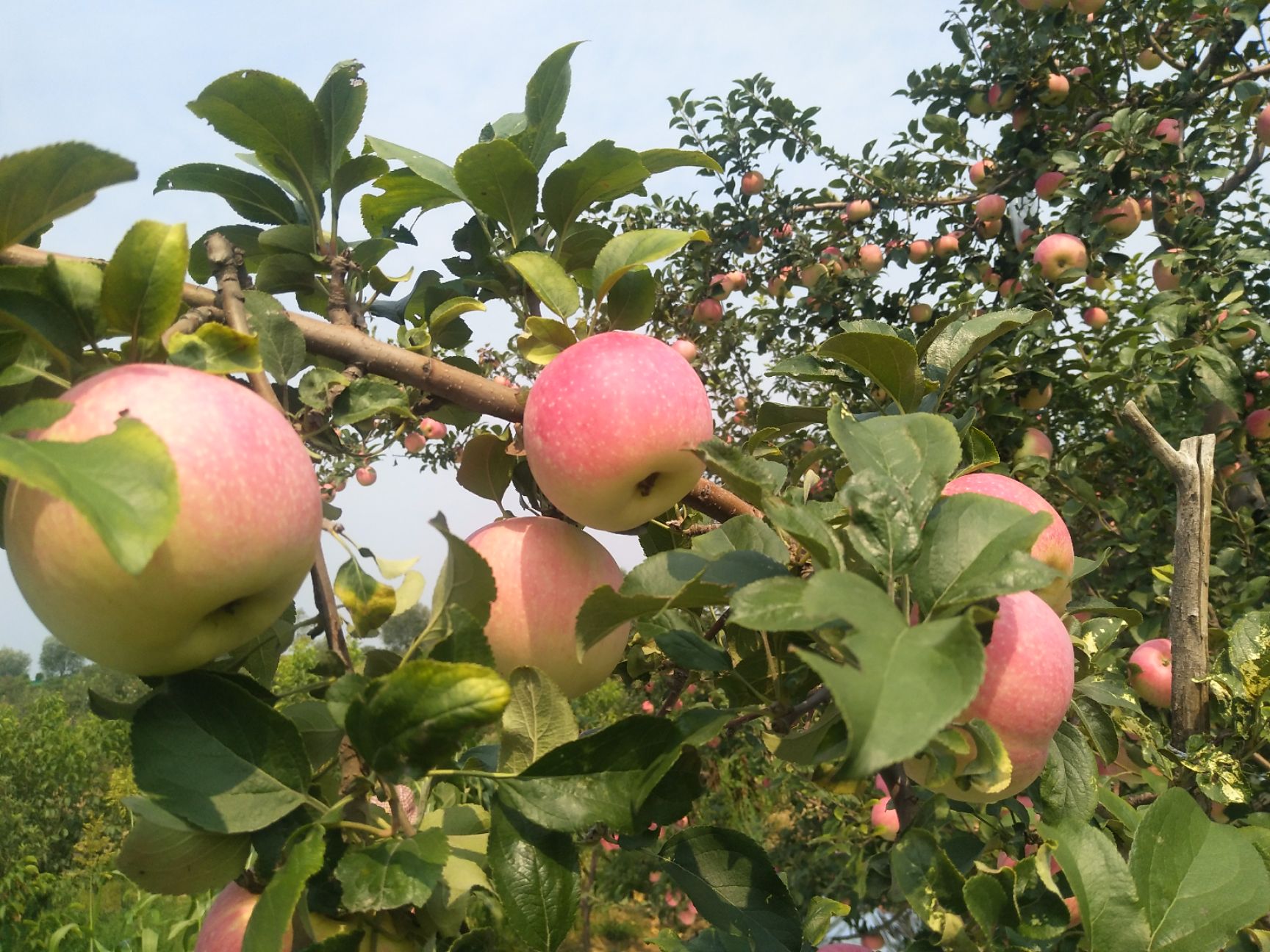 新世界苹果 山西省运城市临猗县北景乡