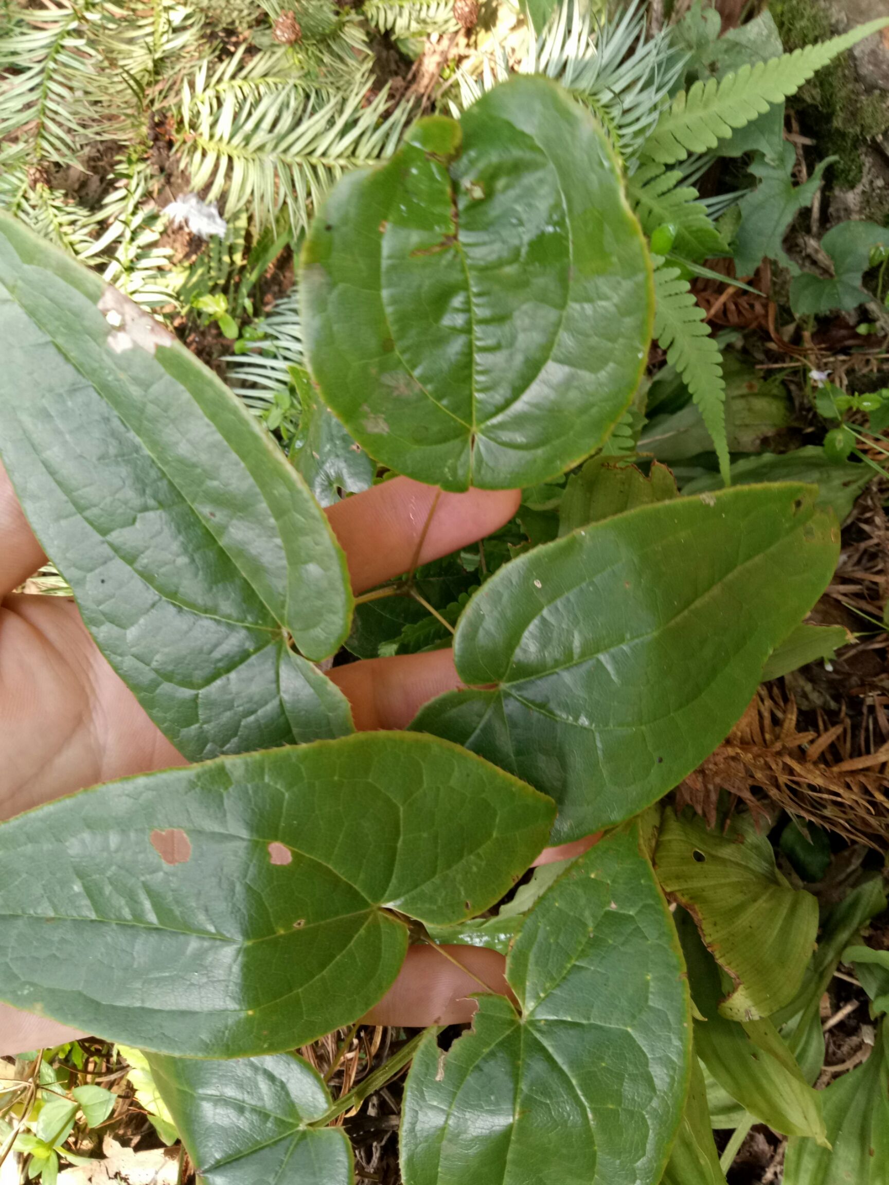 巫山淫羊藿 ,箭叶.药典品种,养肾类