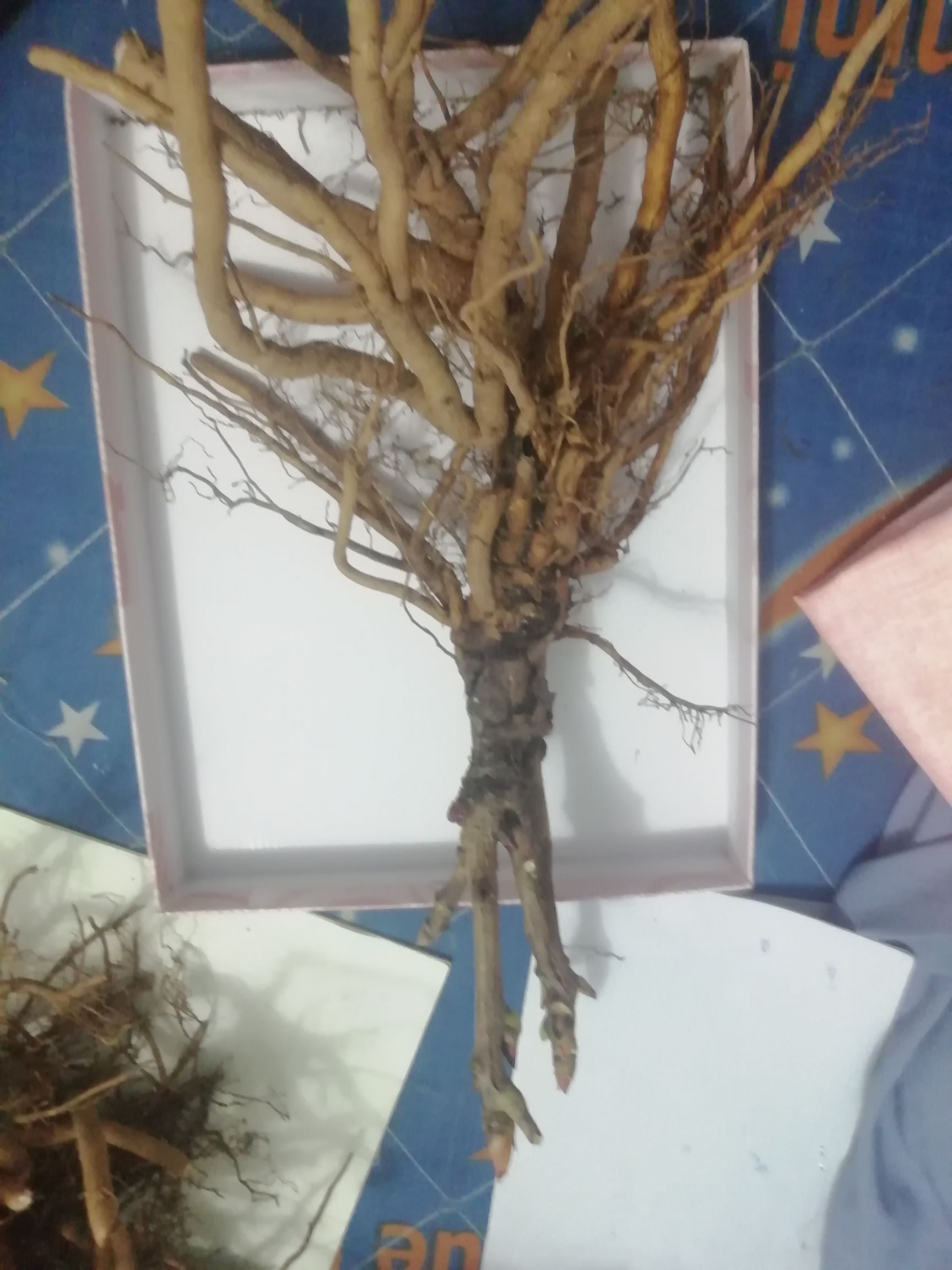 品种牡丹根粗苗壮成活率高花开千层鲜艳