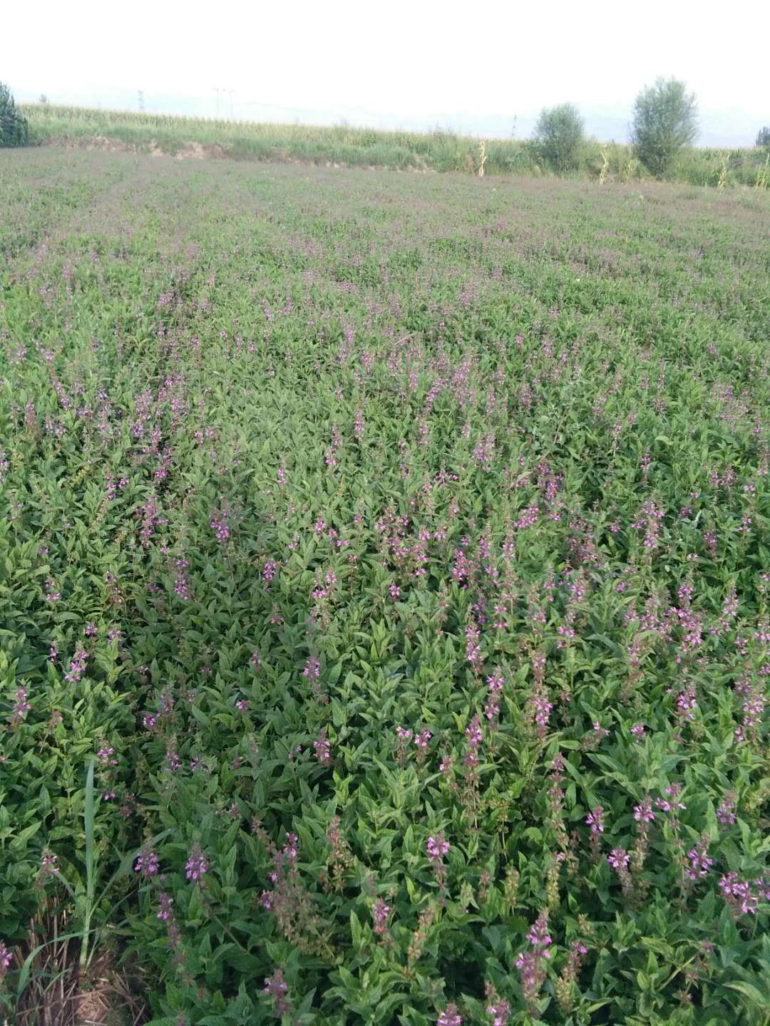 宝塔菜 螺丝菜,质量杠杠的,品质好,个头大,黄土地种植.