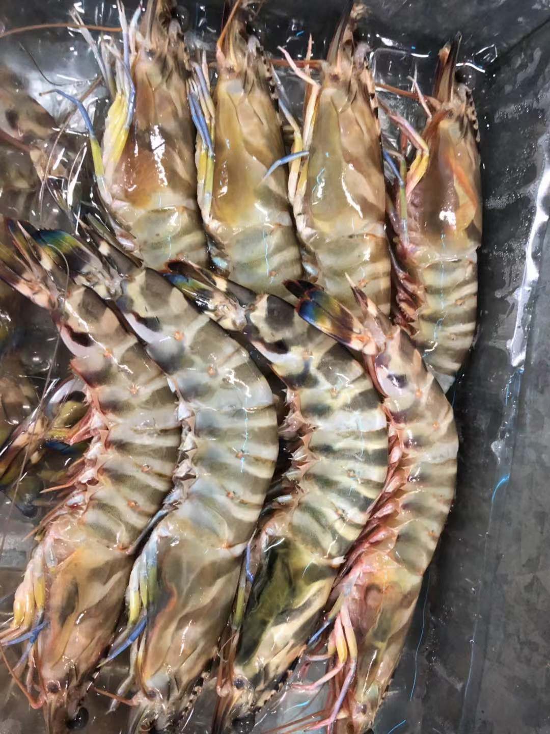 [花虾批发] 北海本地花虾,明虾,蓝尾虾价格400元/斤