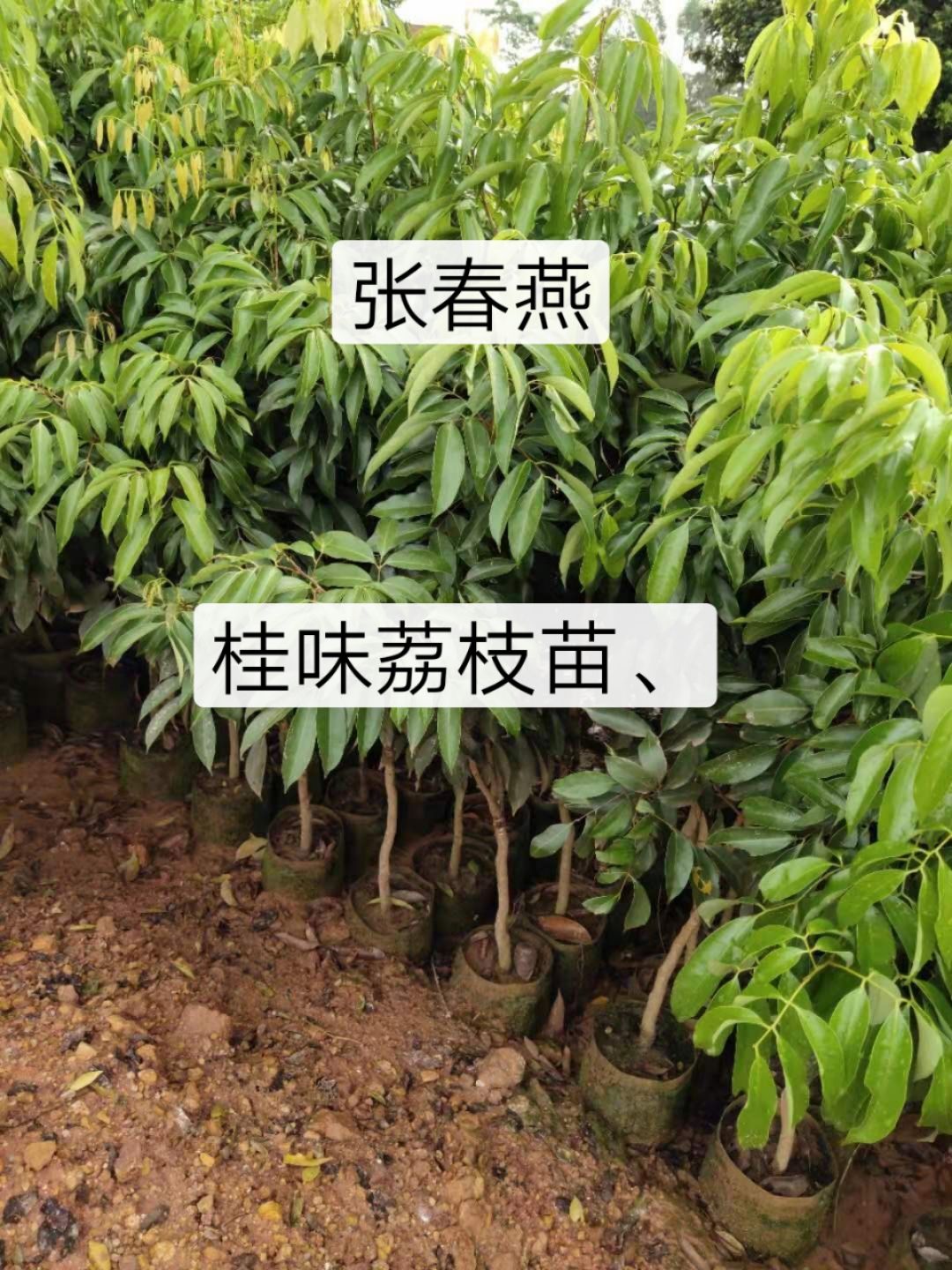 桂味荔枝苗