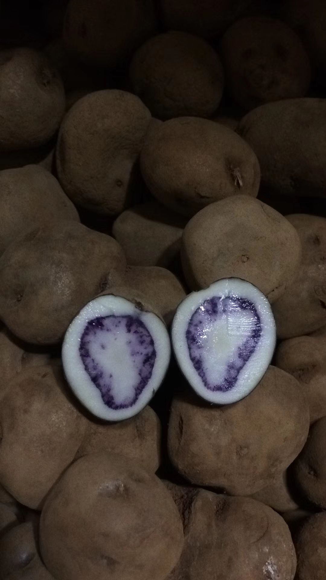 七彩马铃署 乌洋芋大凉山老品种